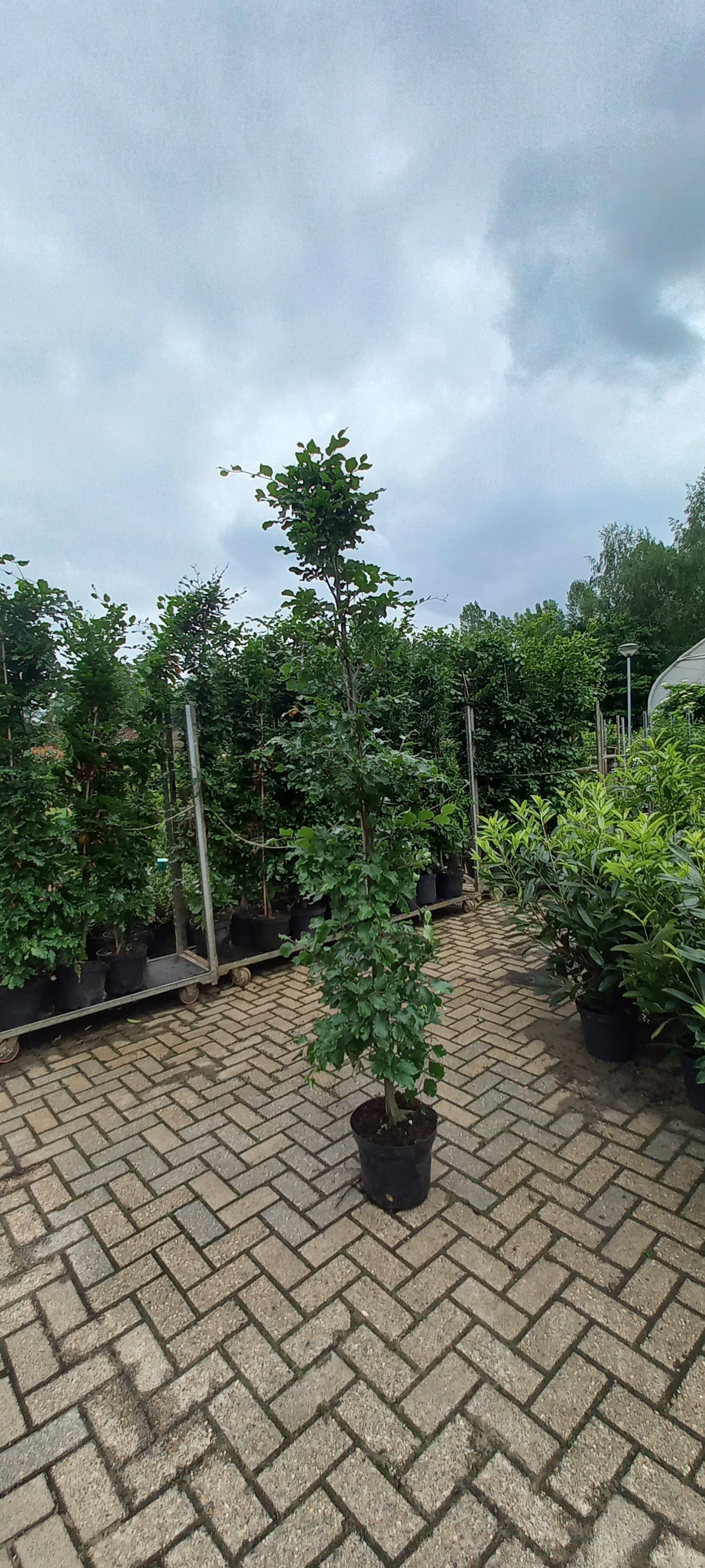 Beukenhaag XXL Fagus Sylvatica Pot 225cm. Gehele jaar door Aanplantbaar
