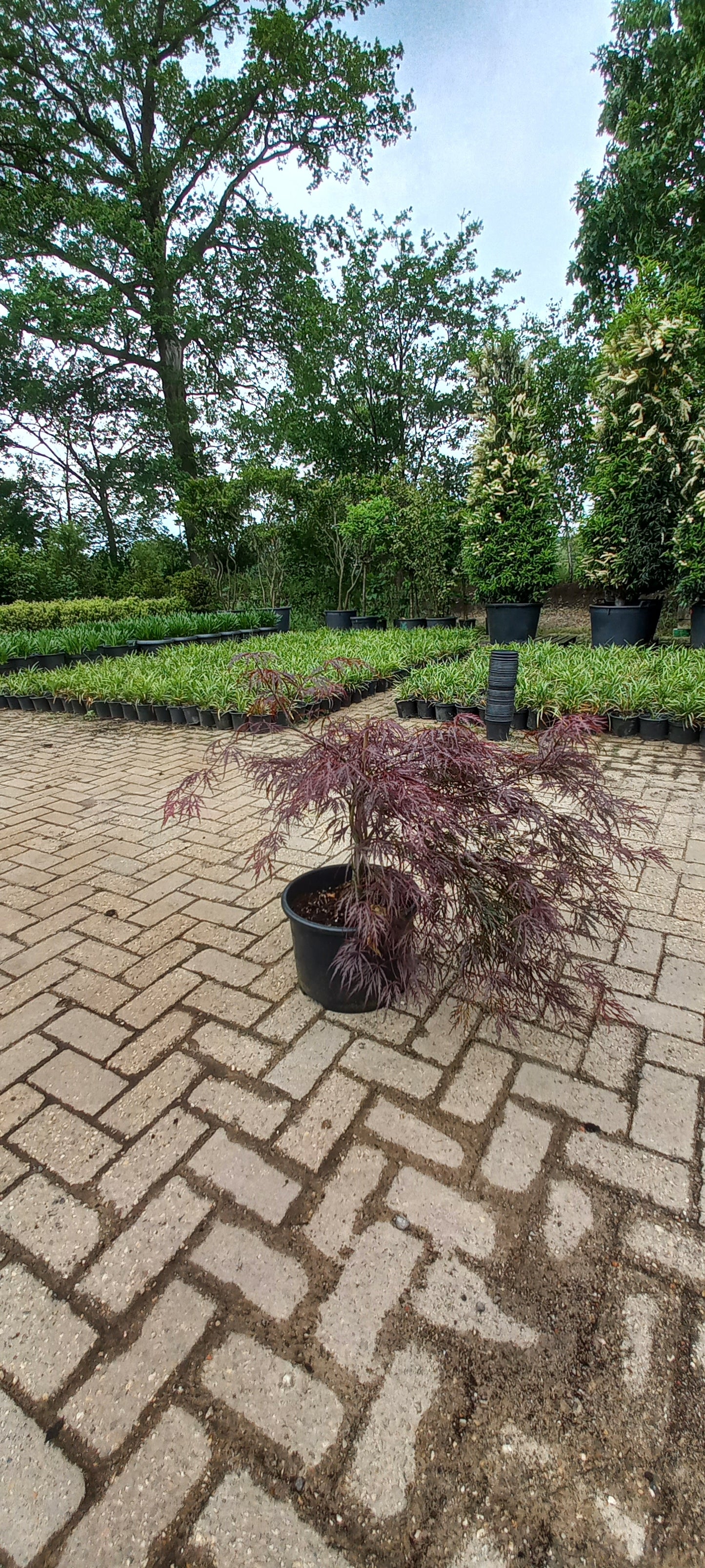 Acer palmatum Garnet 60-70cm Japanse esdoorn