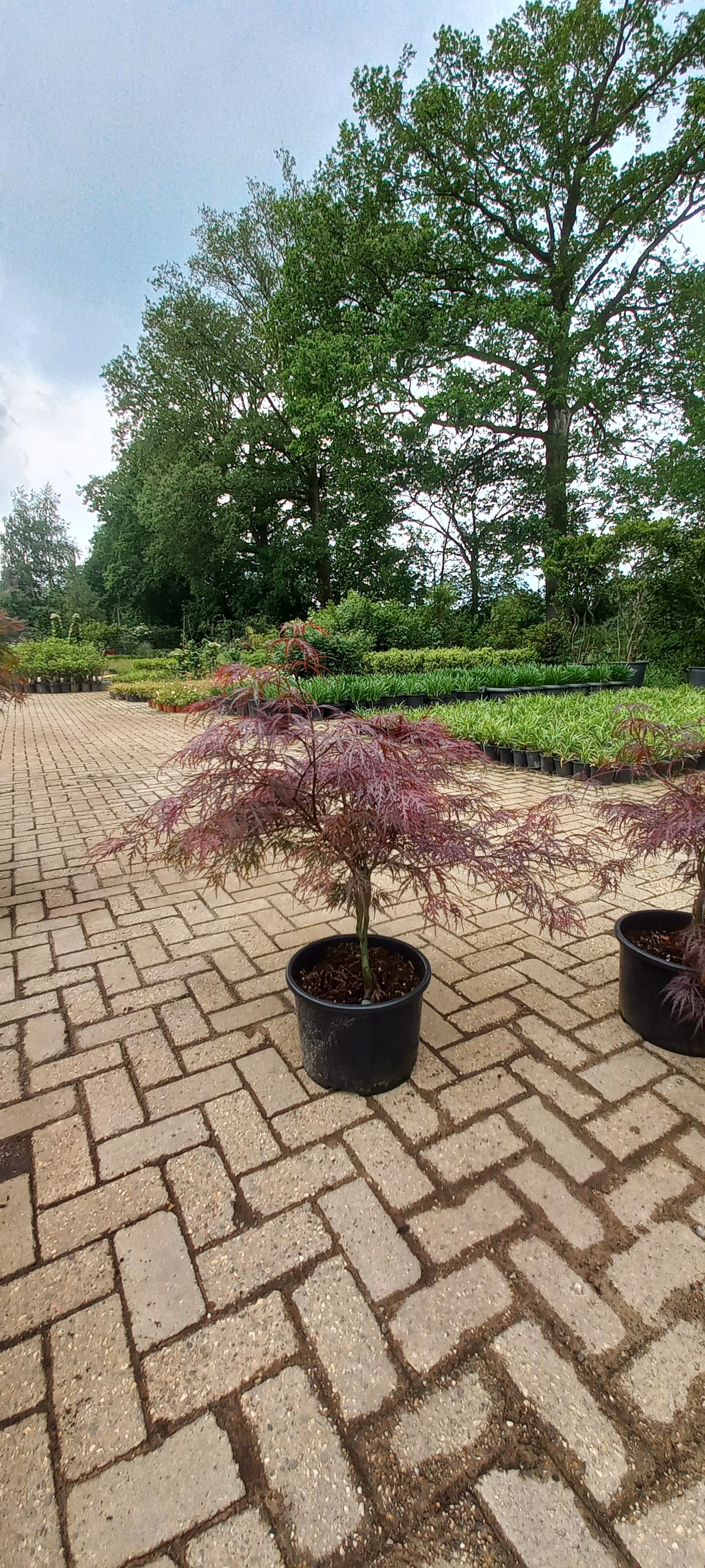 Acer palmatum Garnet 60-70cm Japanse esdoorn