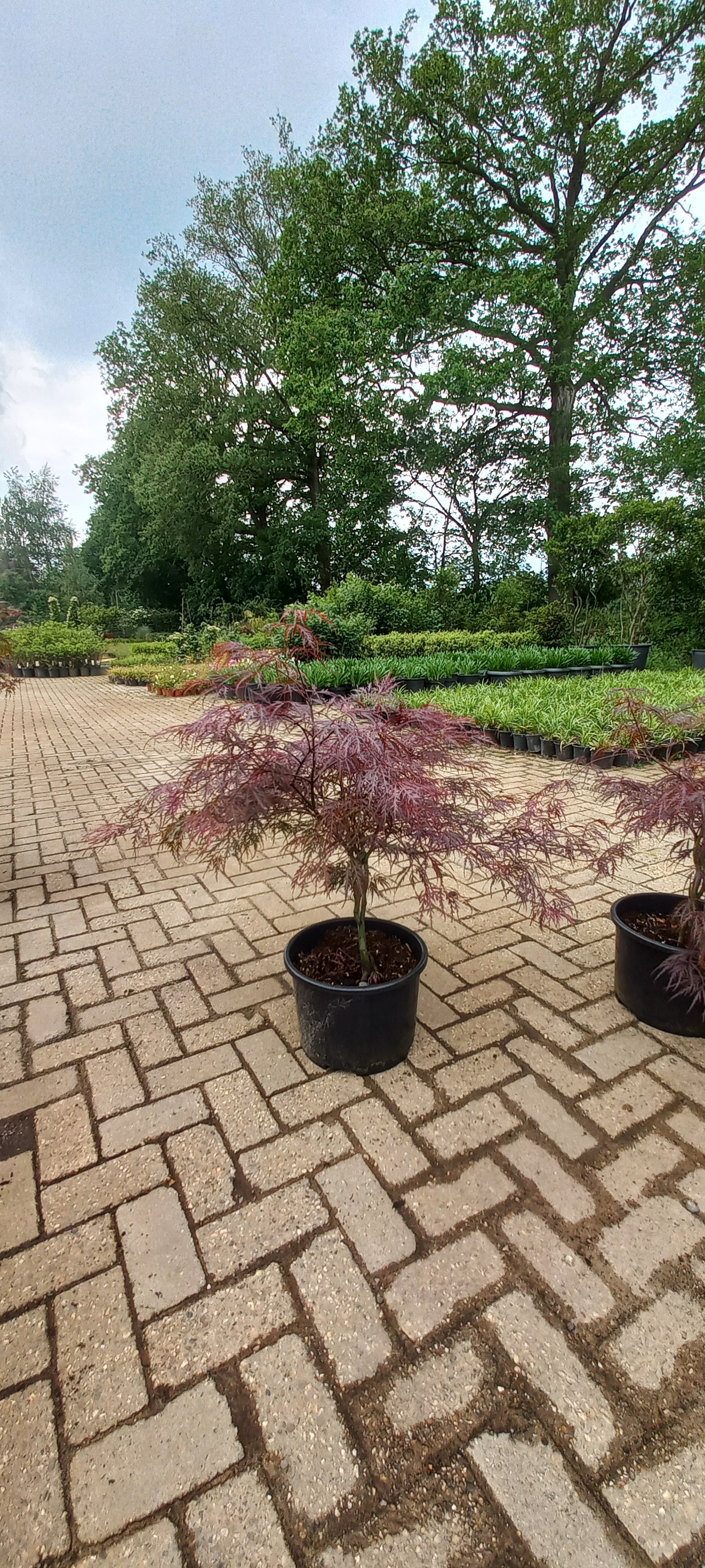 Acer palmatum Garnet 60-70cm Japanse esdoorn
