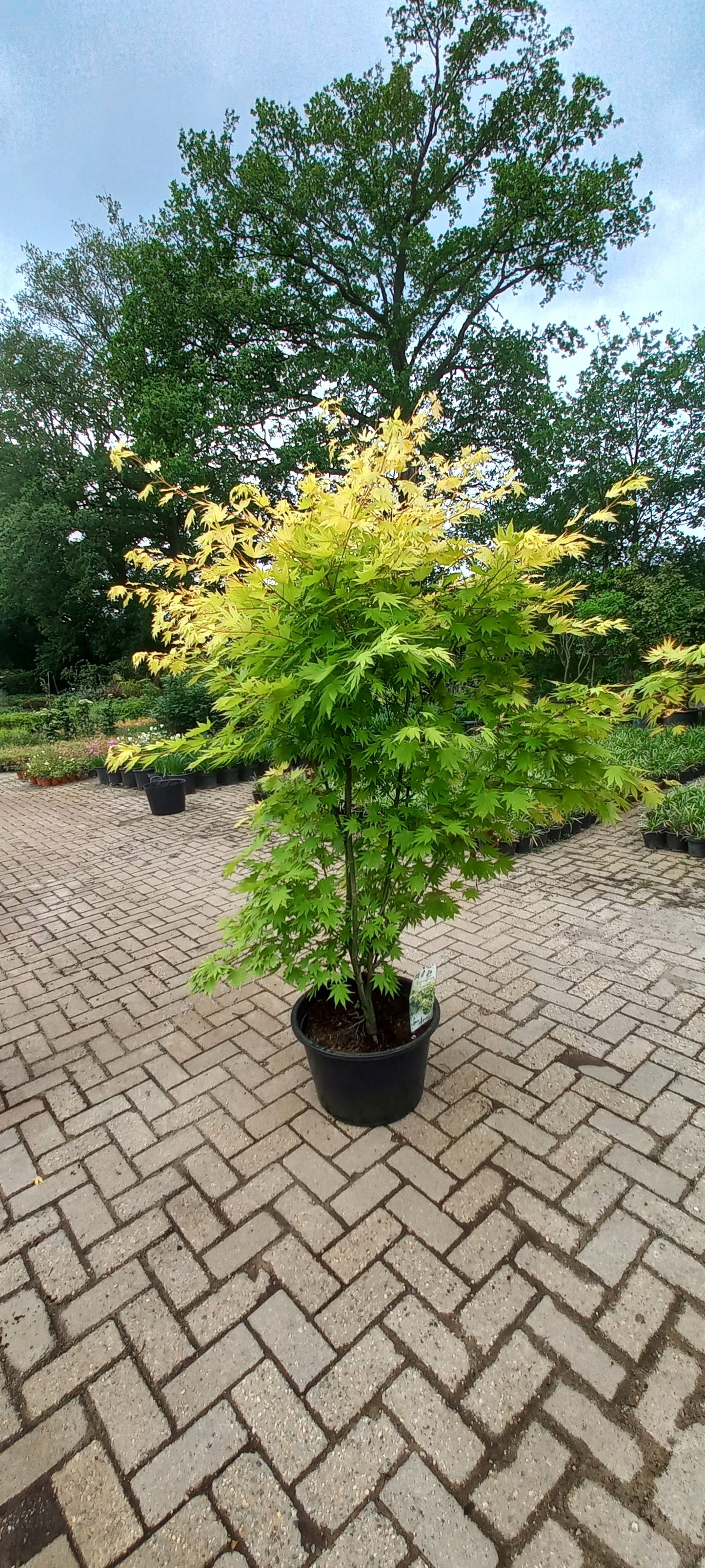 Acer shirasawanum Jordan Japanse Goudesdoorn 150-175cm