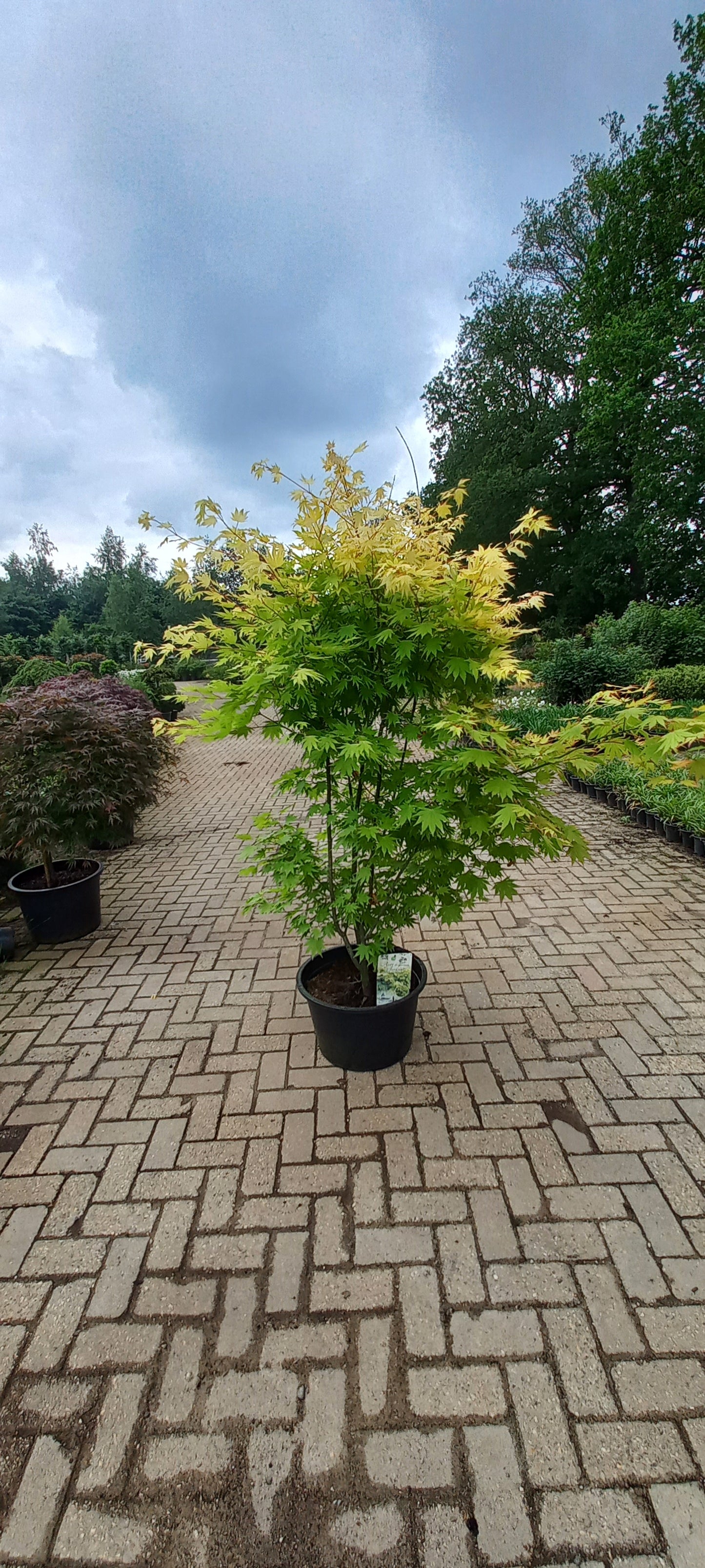 Acer shirasawanum Jordan Japanse Goudesdoorn 150-175cm
