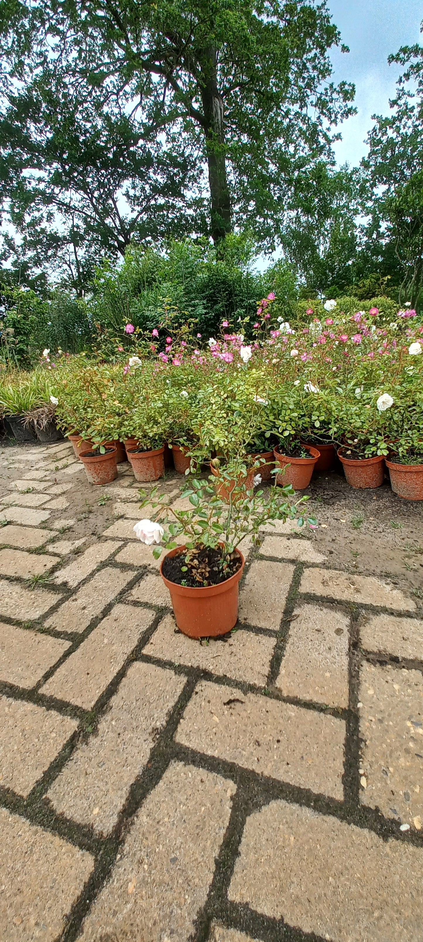 Rosa Meiburenac Roos