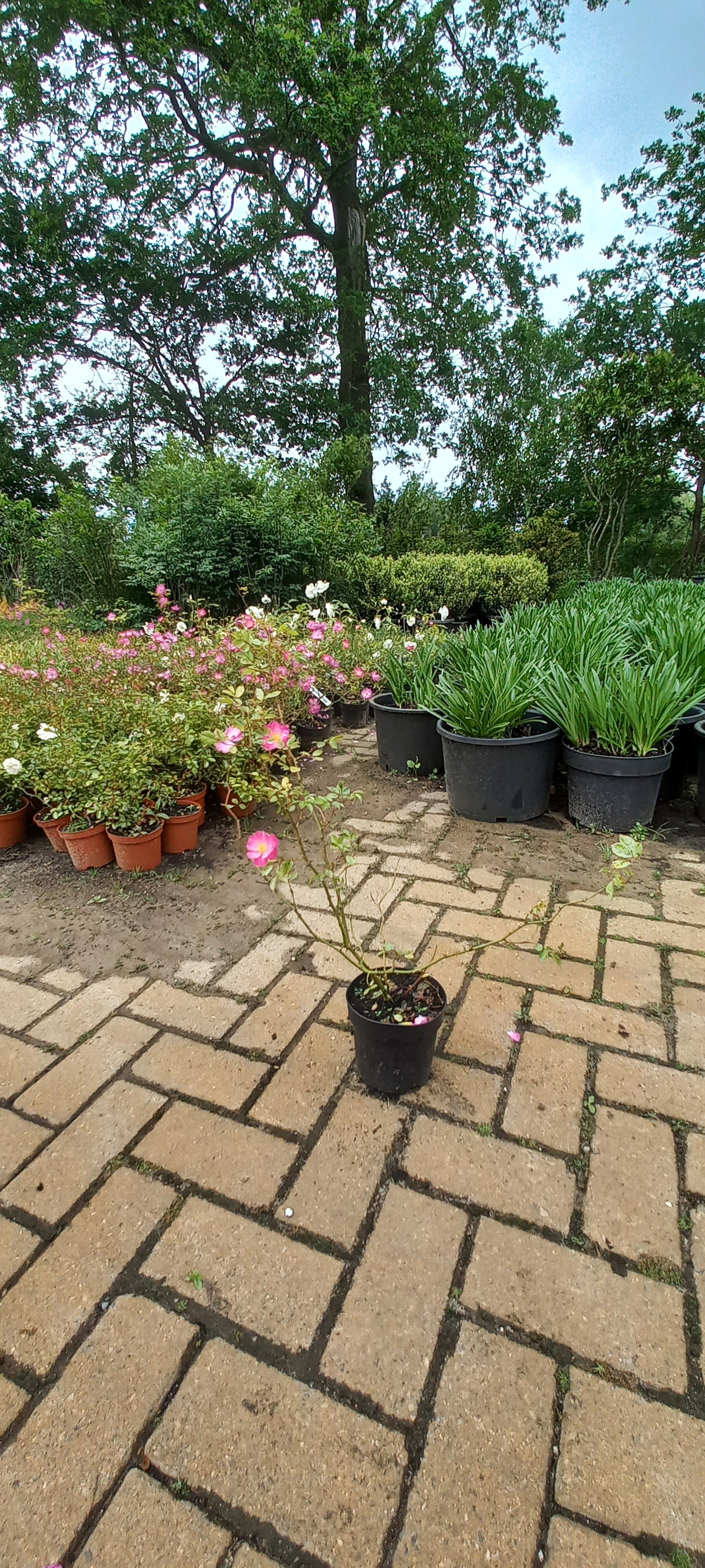 Rosa Interlav Heesterroos