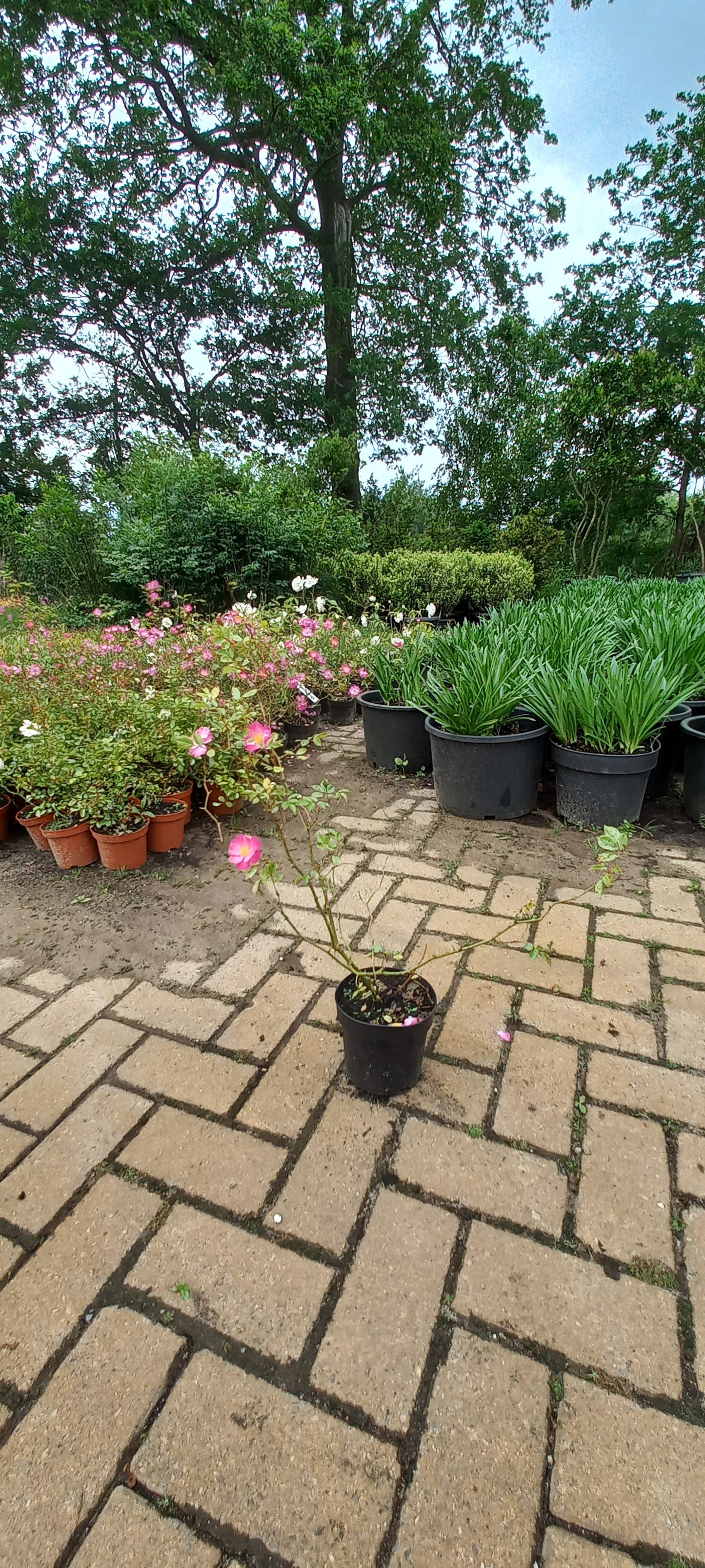 Rosa Interlav Heesterroos