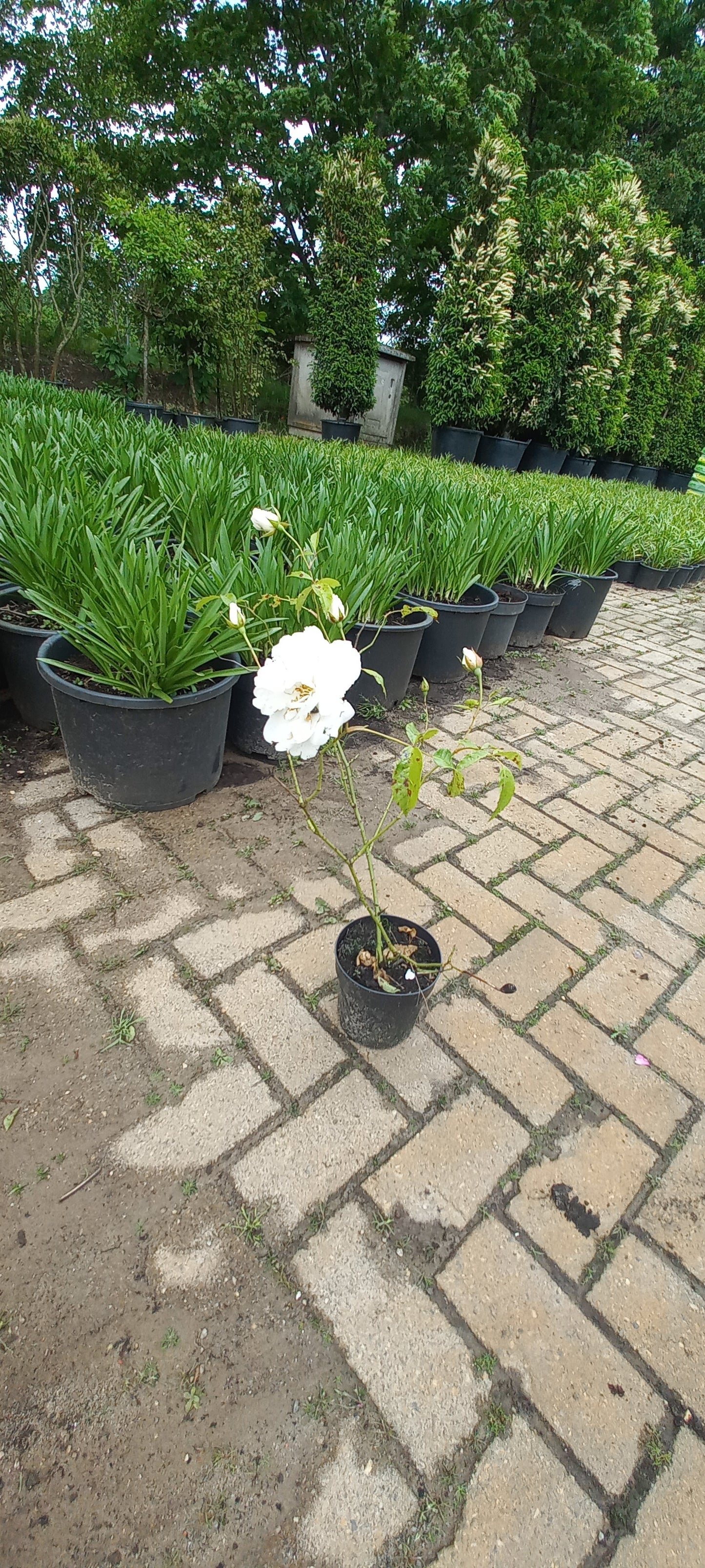 Rosa Iceberg Roos Sneeuwwitje