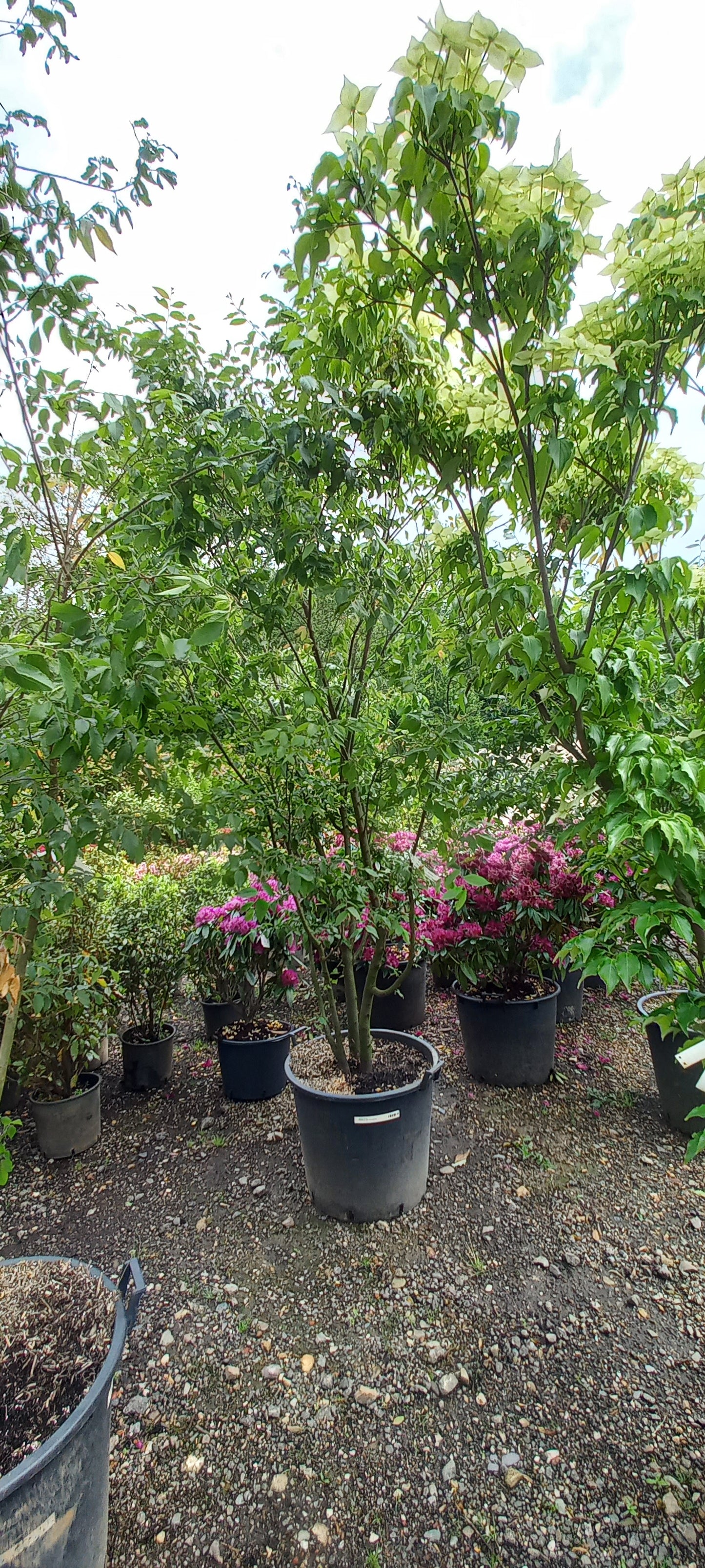 Zelkova Serrata meerstammig Japanse Iep 250cm