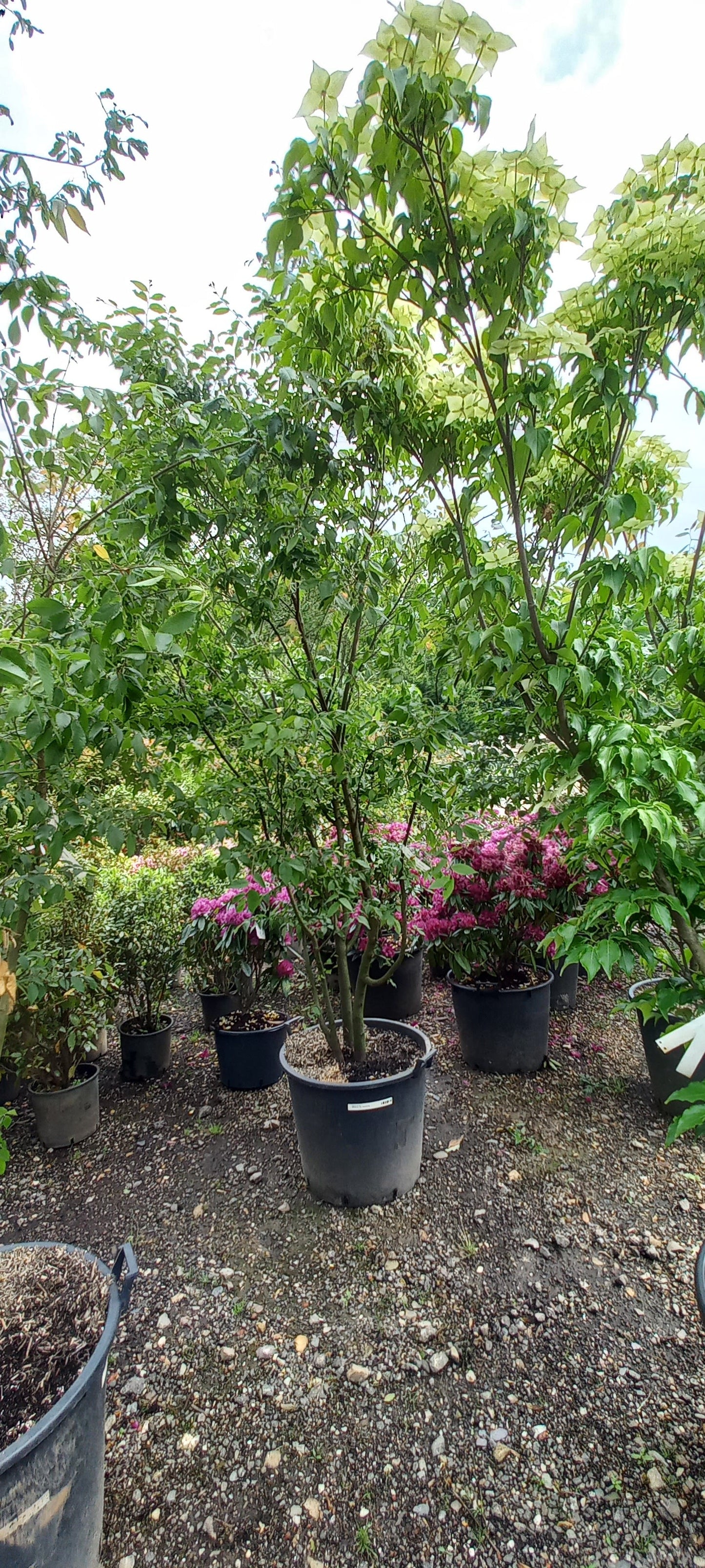 Zelkova Serrata meerstammig Japanse Iep 300cm