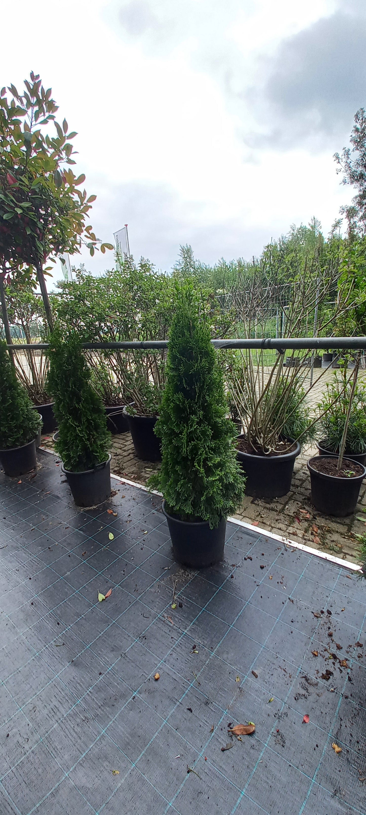 Thuja occidentalis Smaragd Levensboom Conifeer 120cm