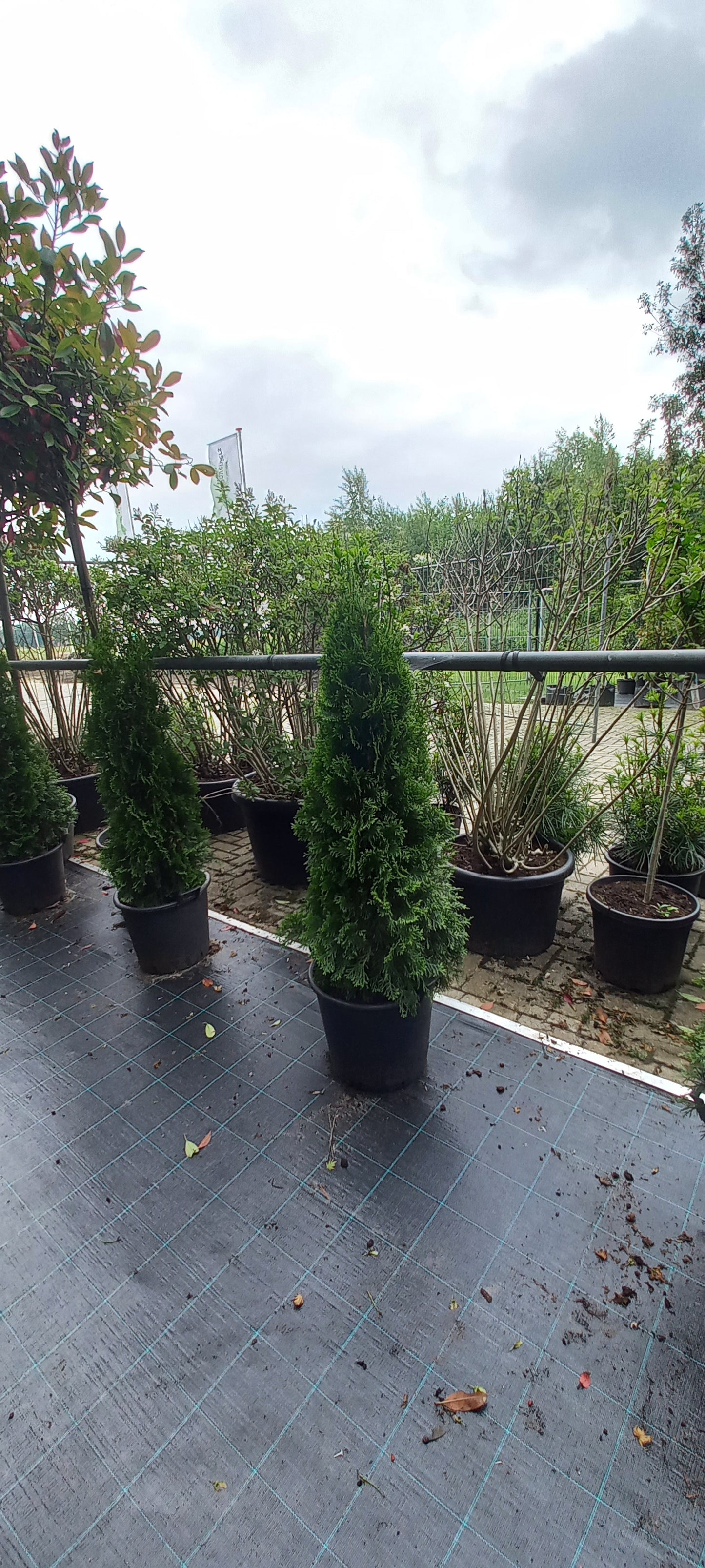 Thuja occidentalis Smaragd Levensboom Conifeer 120cm