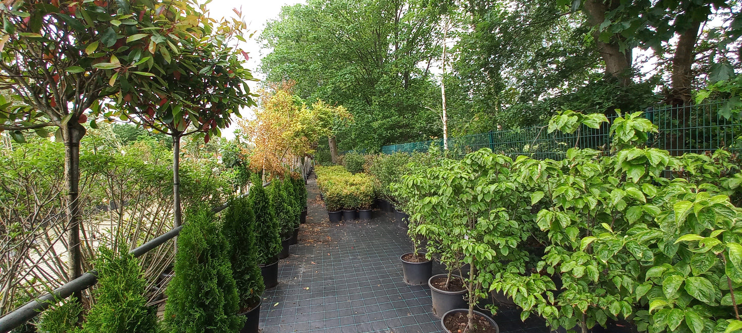 Thuja occidentalis Smaragd Levensboom Conifeer 120cm