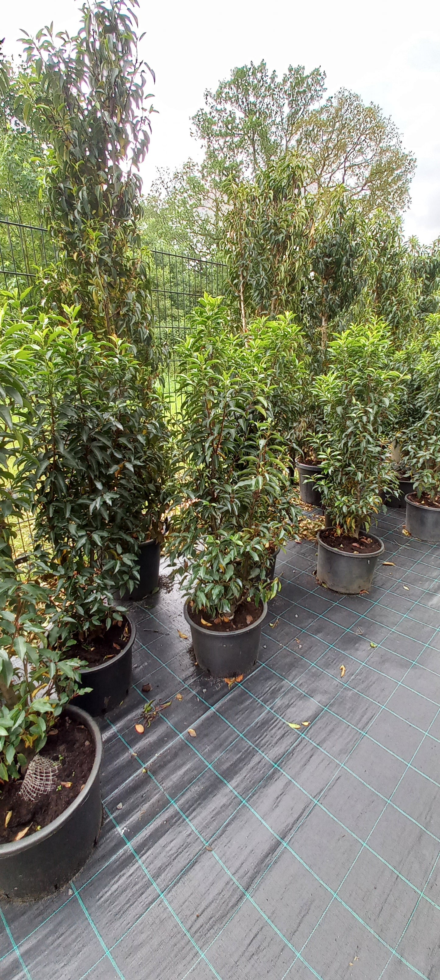 Prunus Lusicanica Angustifolia 120-140cm Portugese Laurier