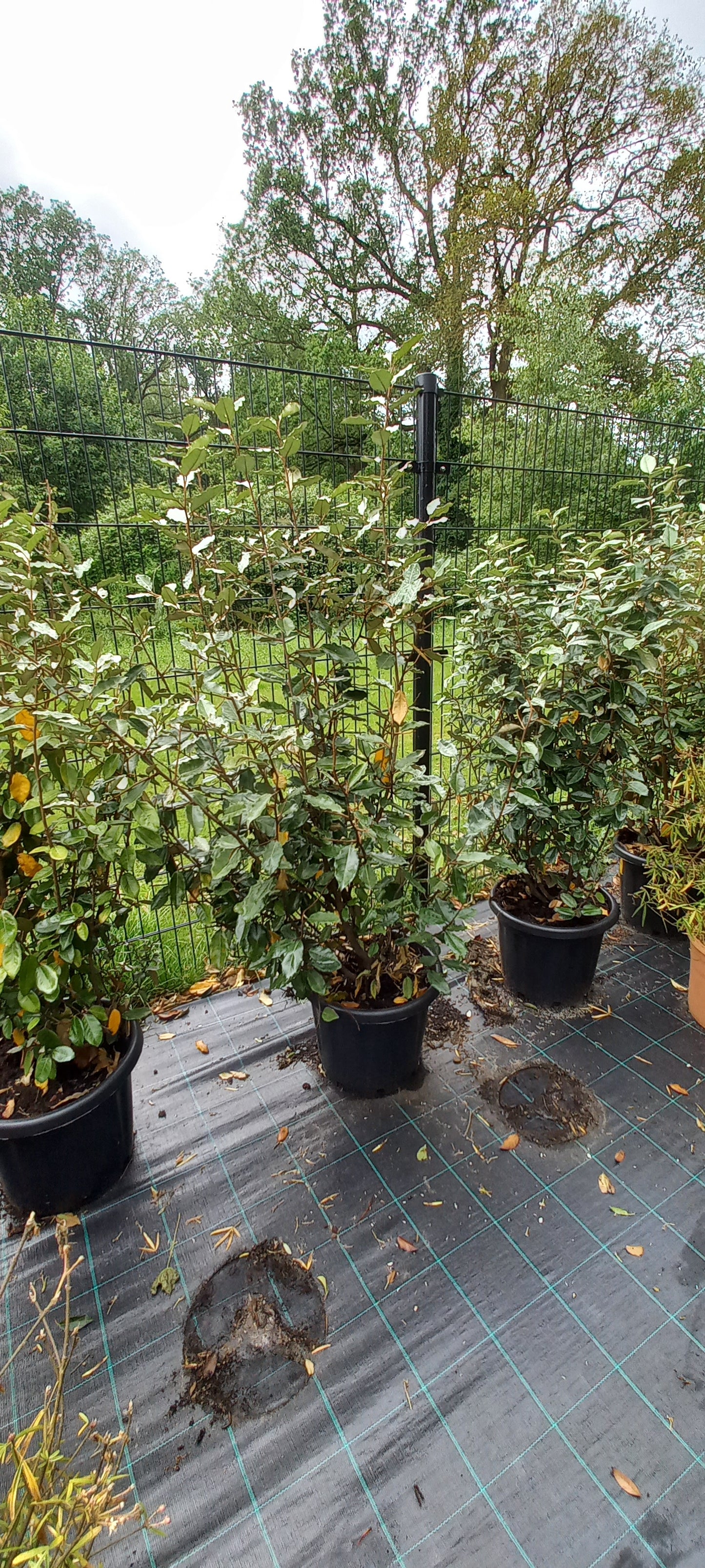 Elaeagnus Ebbingei 125cm Olijfwilg