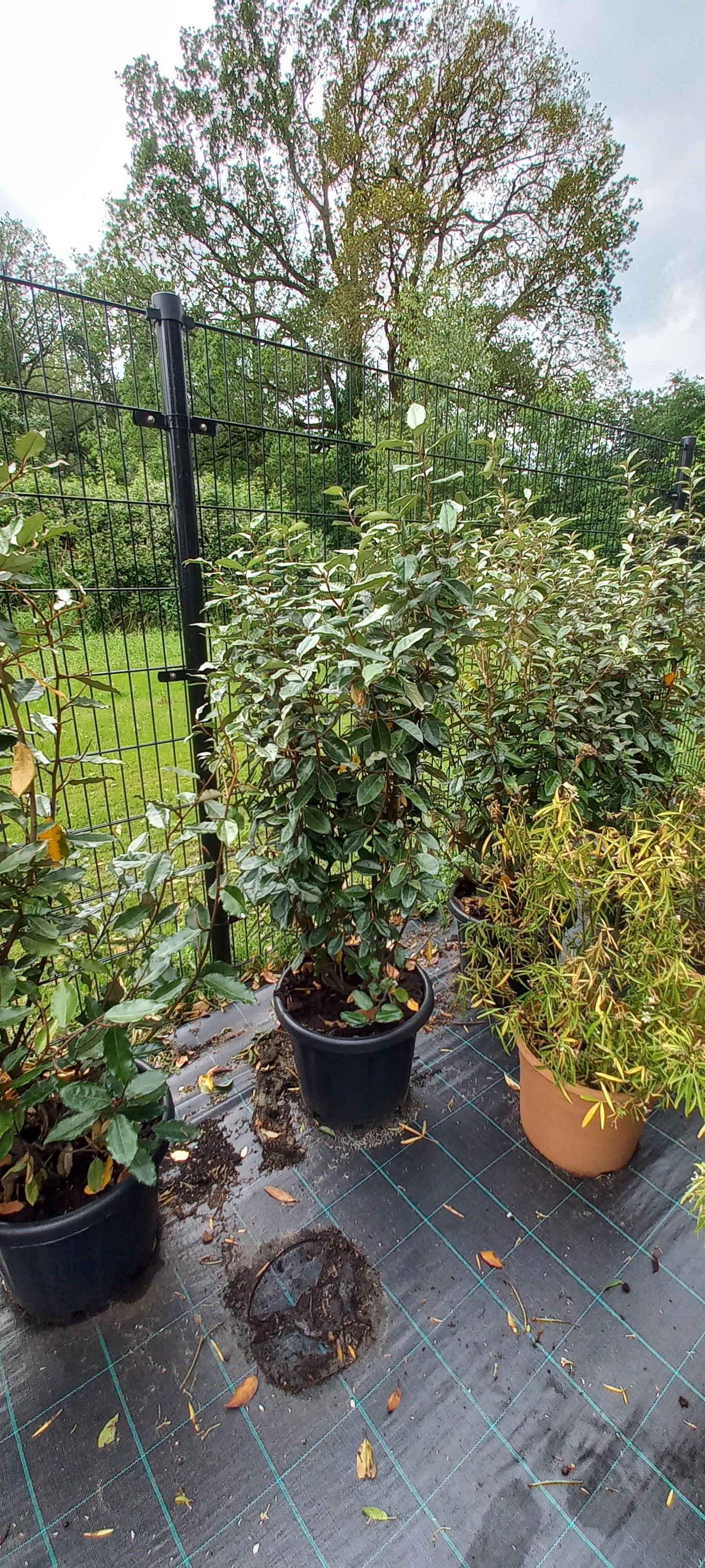 Elaeagnus Ebbingei 125cm Olijfwilg