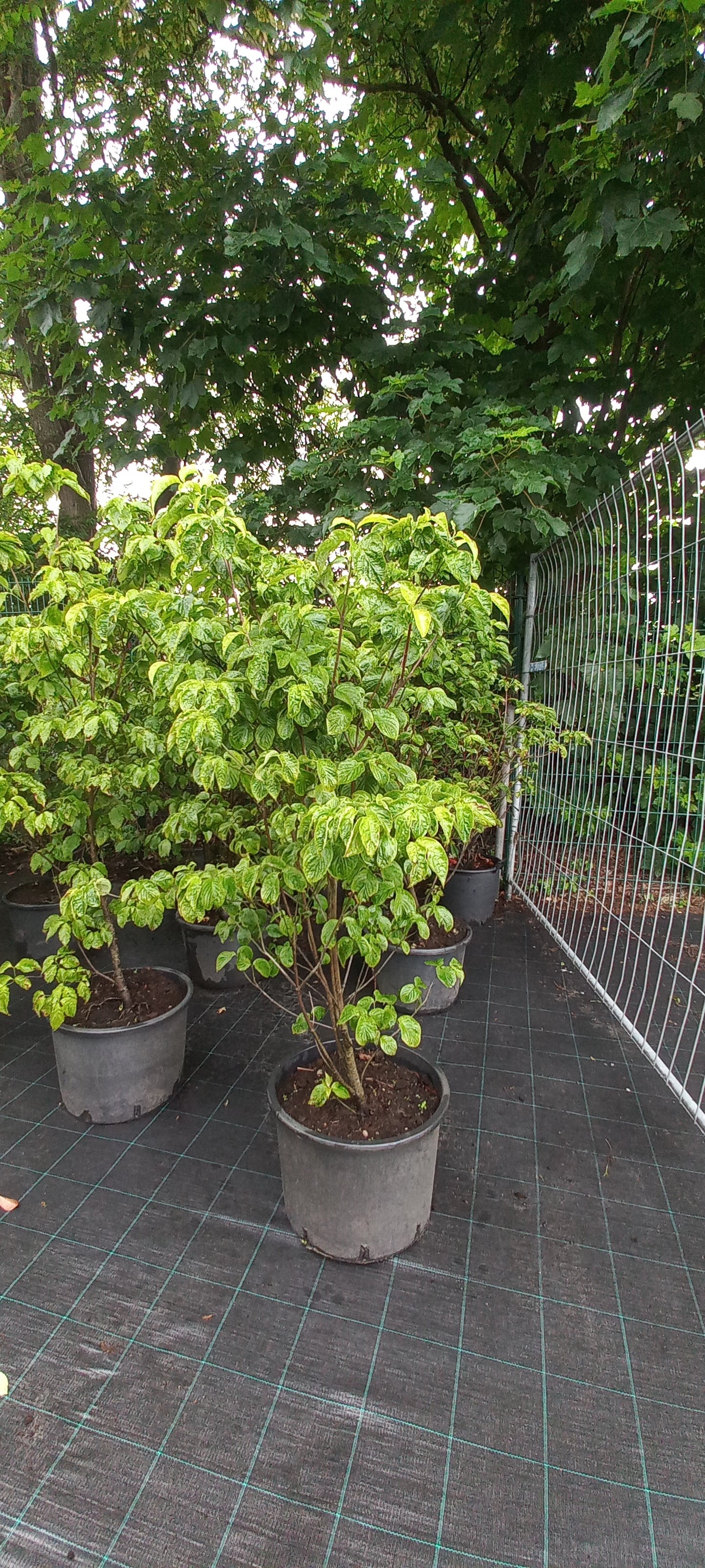 Cornus florida Rubra Kornoelje roze 150cm