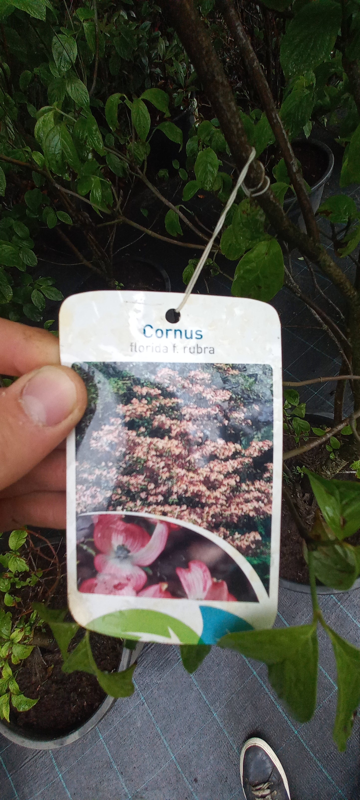 Cornus florida Rubra Kornoelje roze 150cm