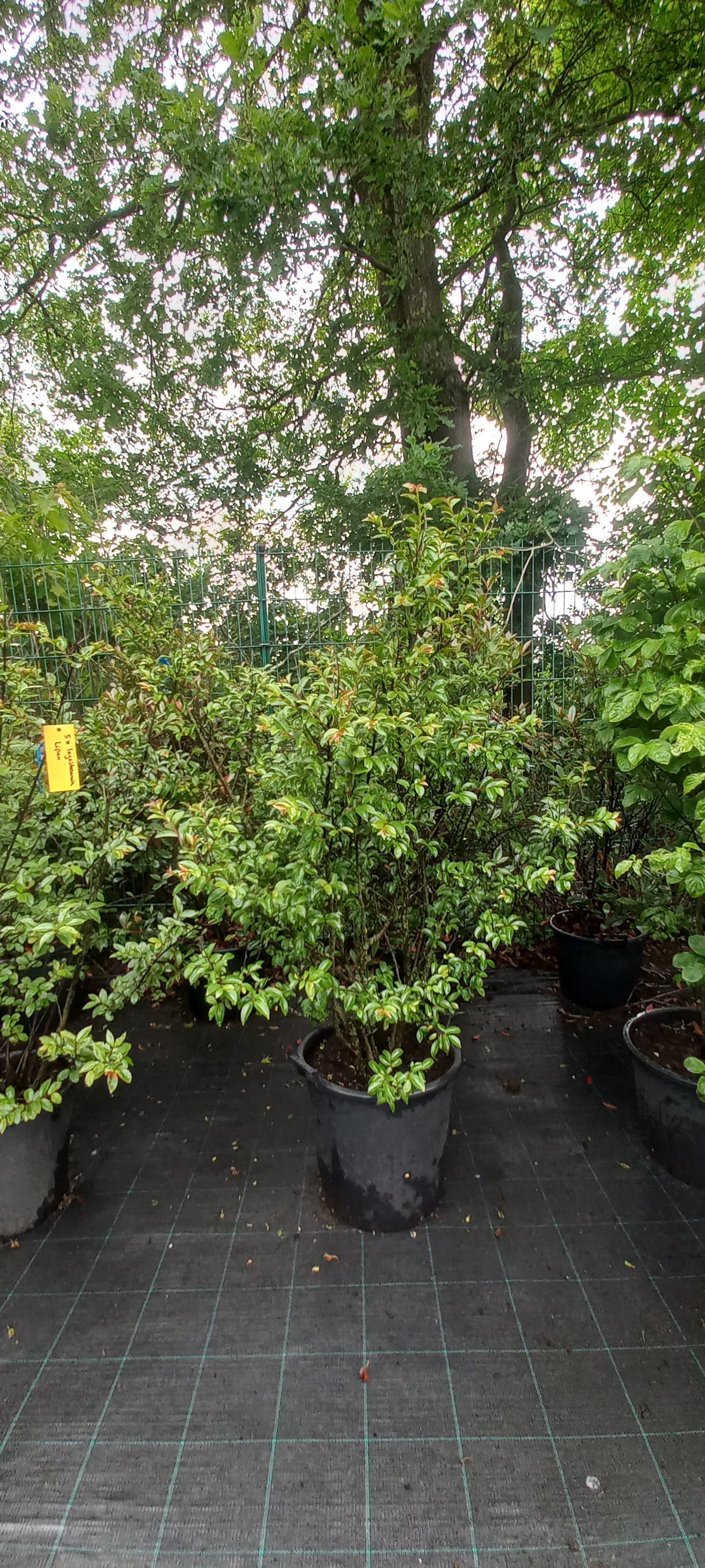 Lagerstroemia indica Rosea Nova indische sering 175cm Roze