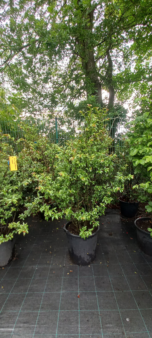 Lagerstroemia indica Rosea Nova indische sering 175cm Roze