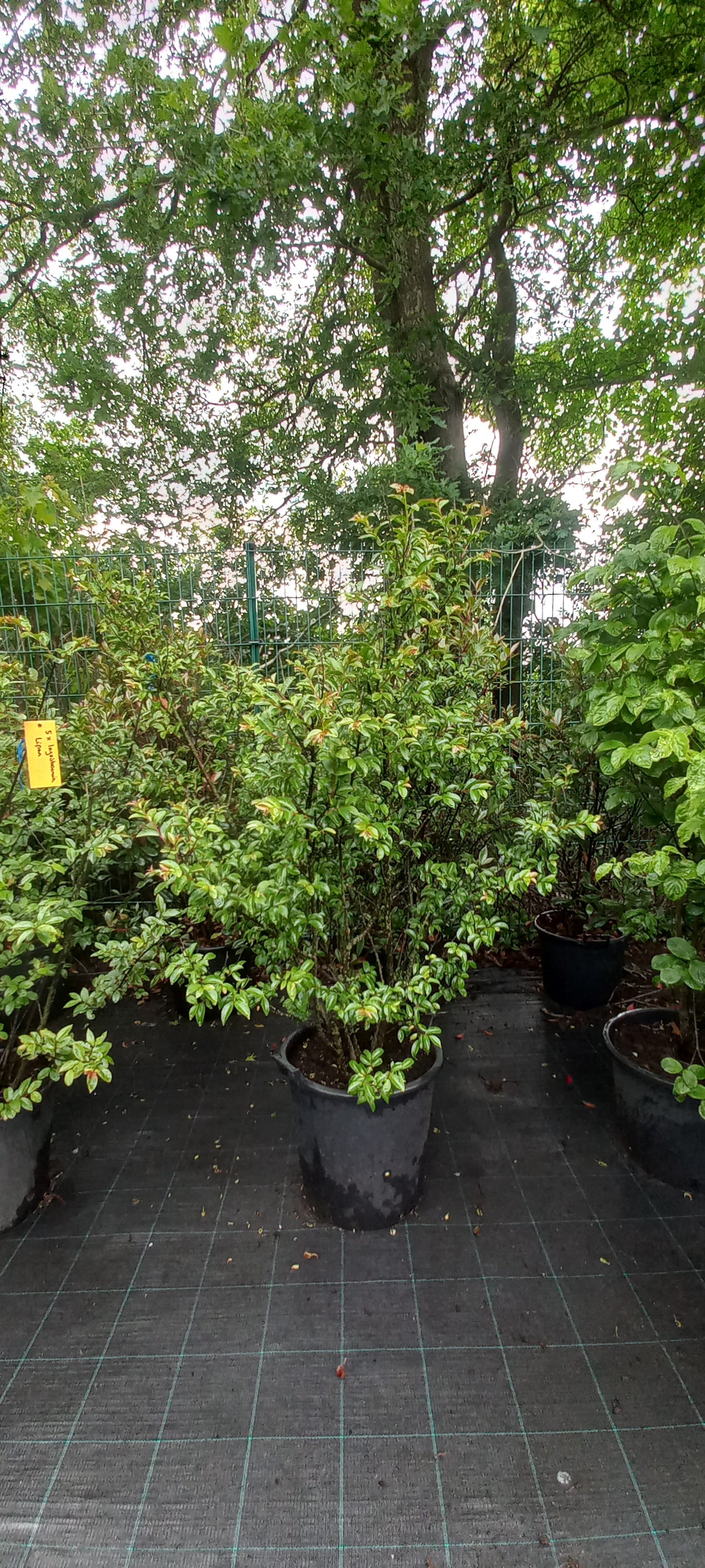 Lagerstroemia Lipan indische sering 175cm Roze