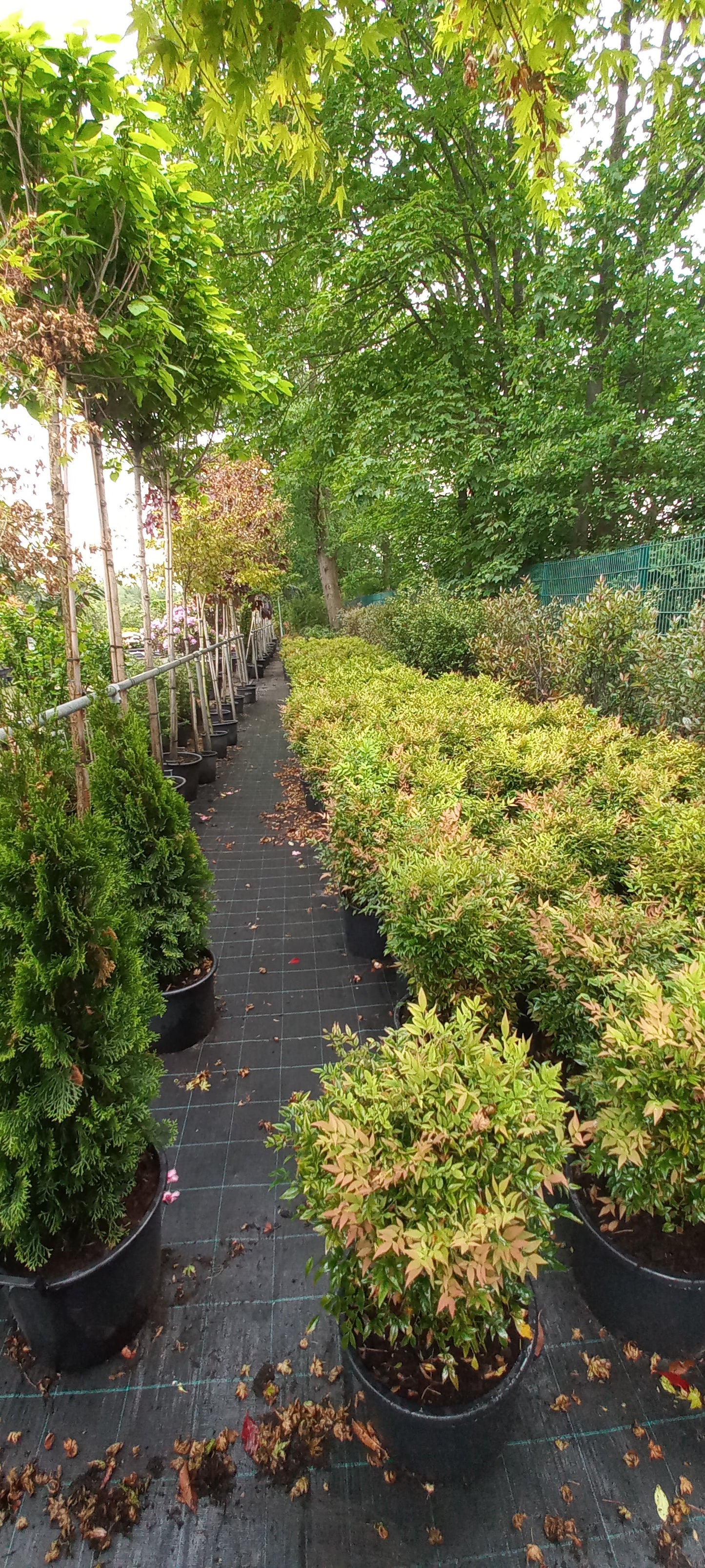 Nandina domestica Gulfstream hemelse bamboe 60-70cm XL