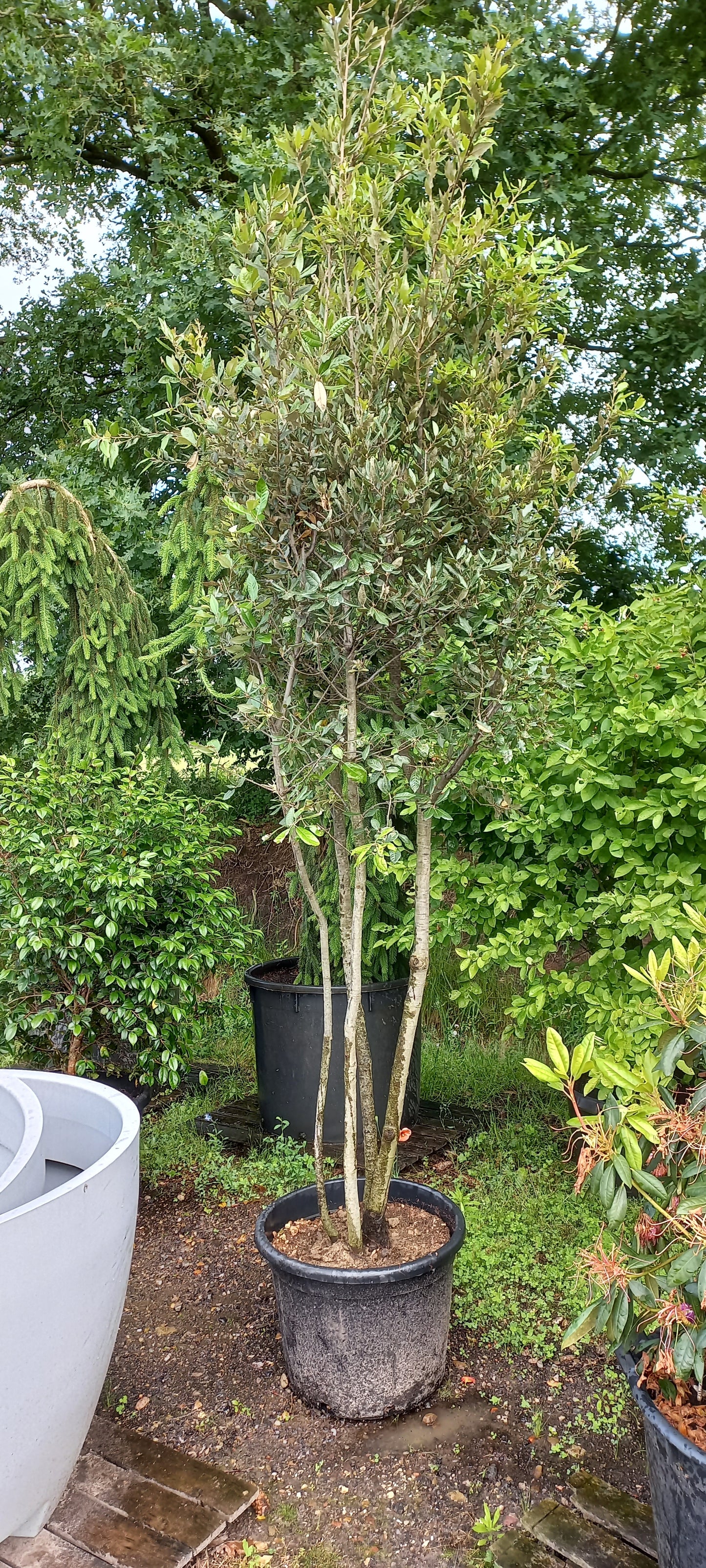 Quercus Ilex Meerstammig steeneik 200-250cm