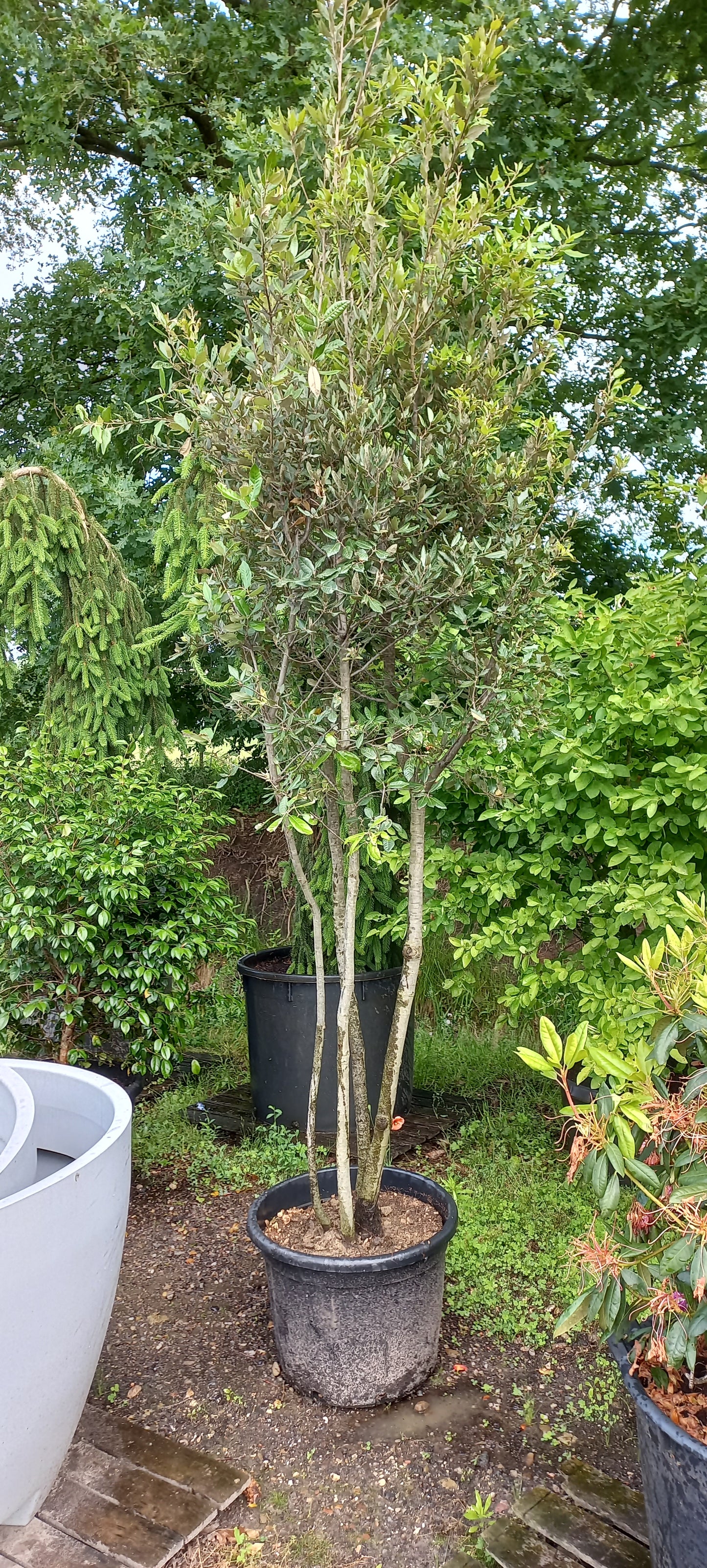 Quercus Ilex Meerstammig steeneik 200-250cm