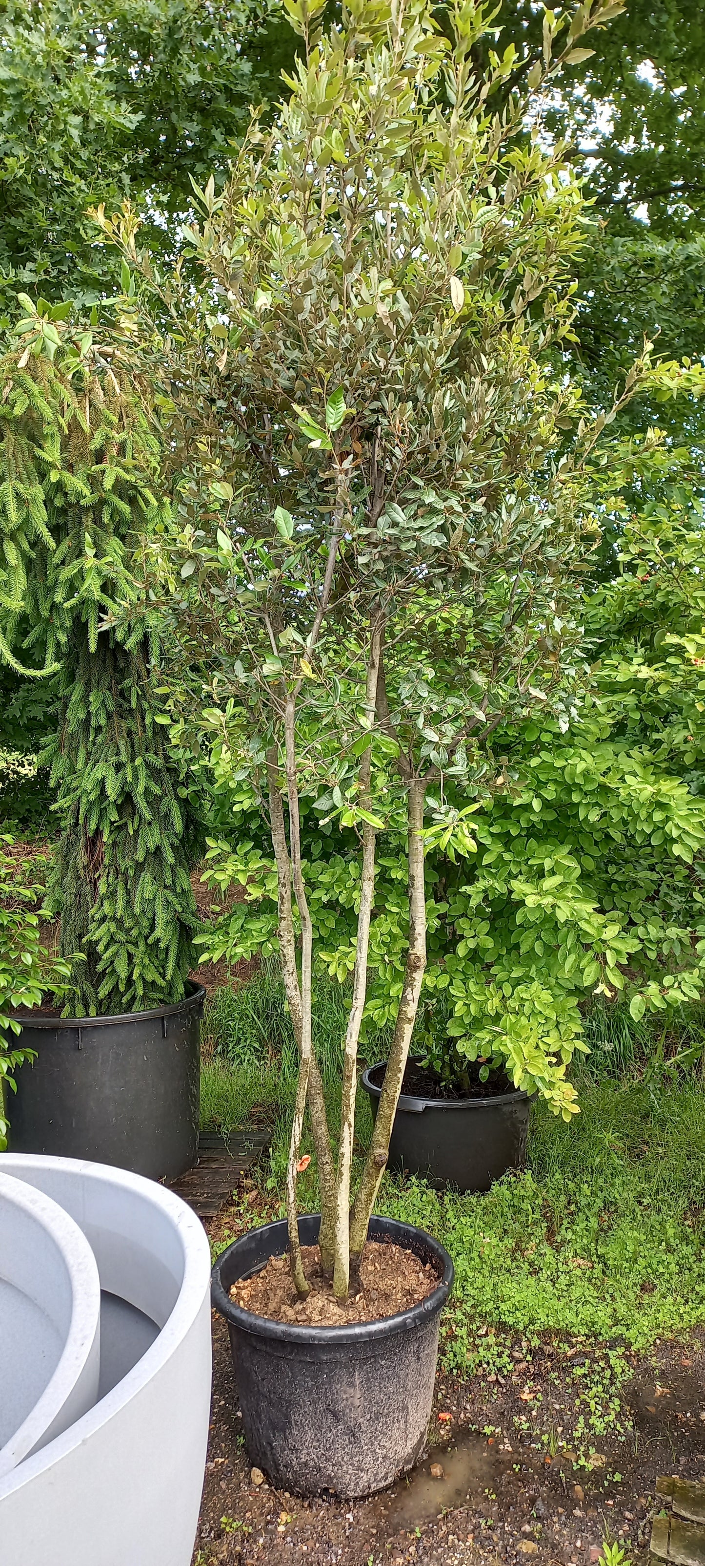 Quercus Ilex Meerstammig steeneik 200-250cm