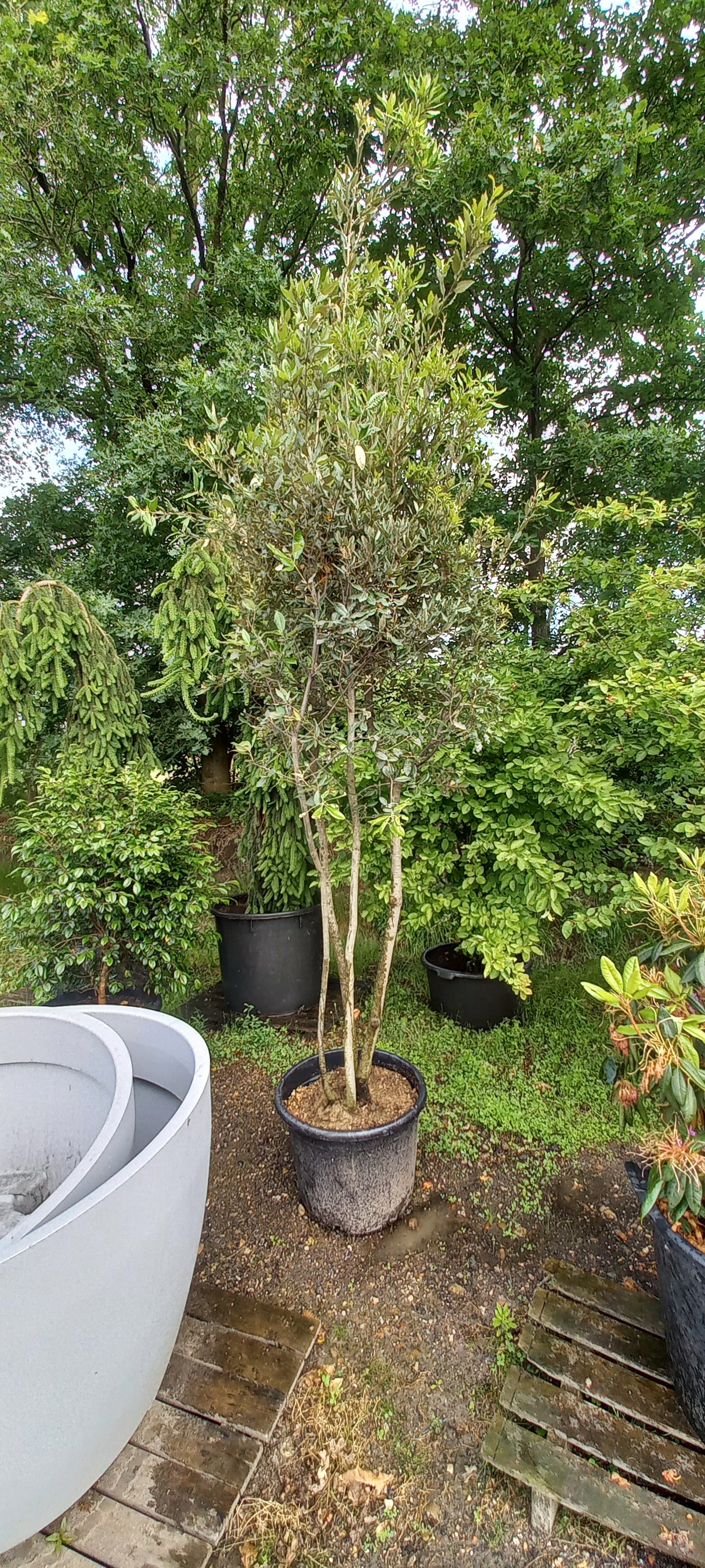 Quercus Ilex Meerstammig steeneik 200-250cm