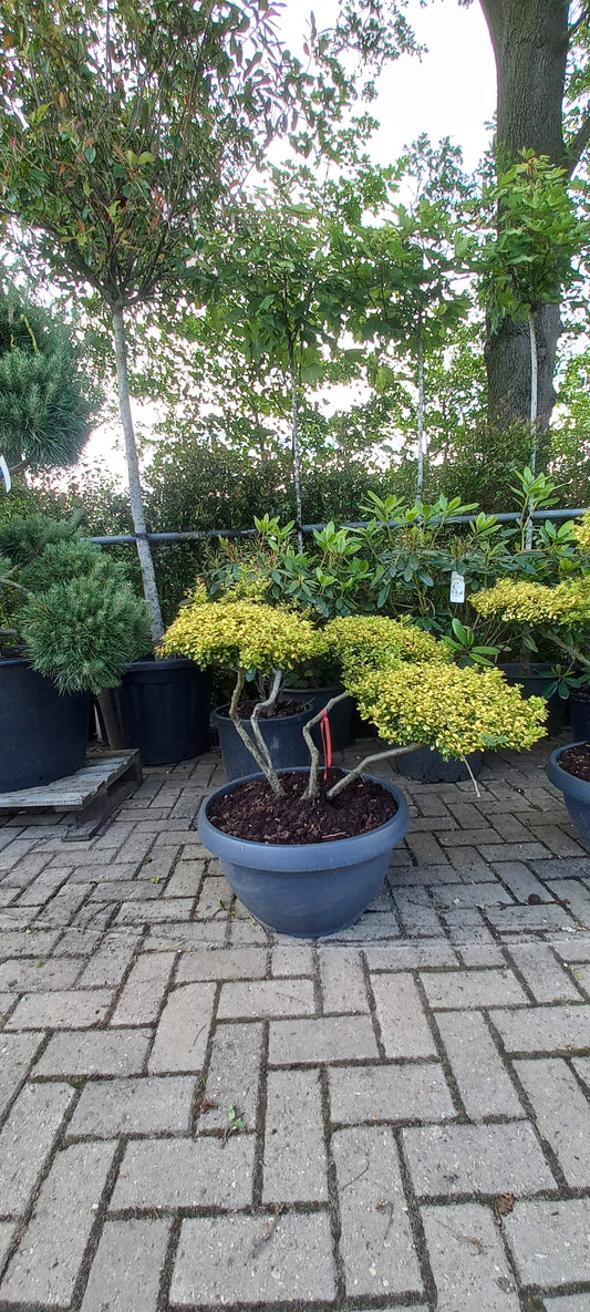 Ilex Crenata Golden Gem bonsai Japanse hulst in Sierpot