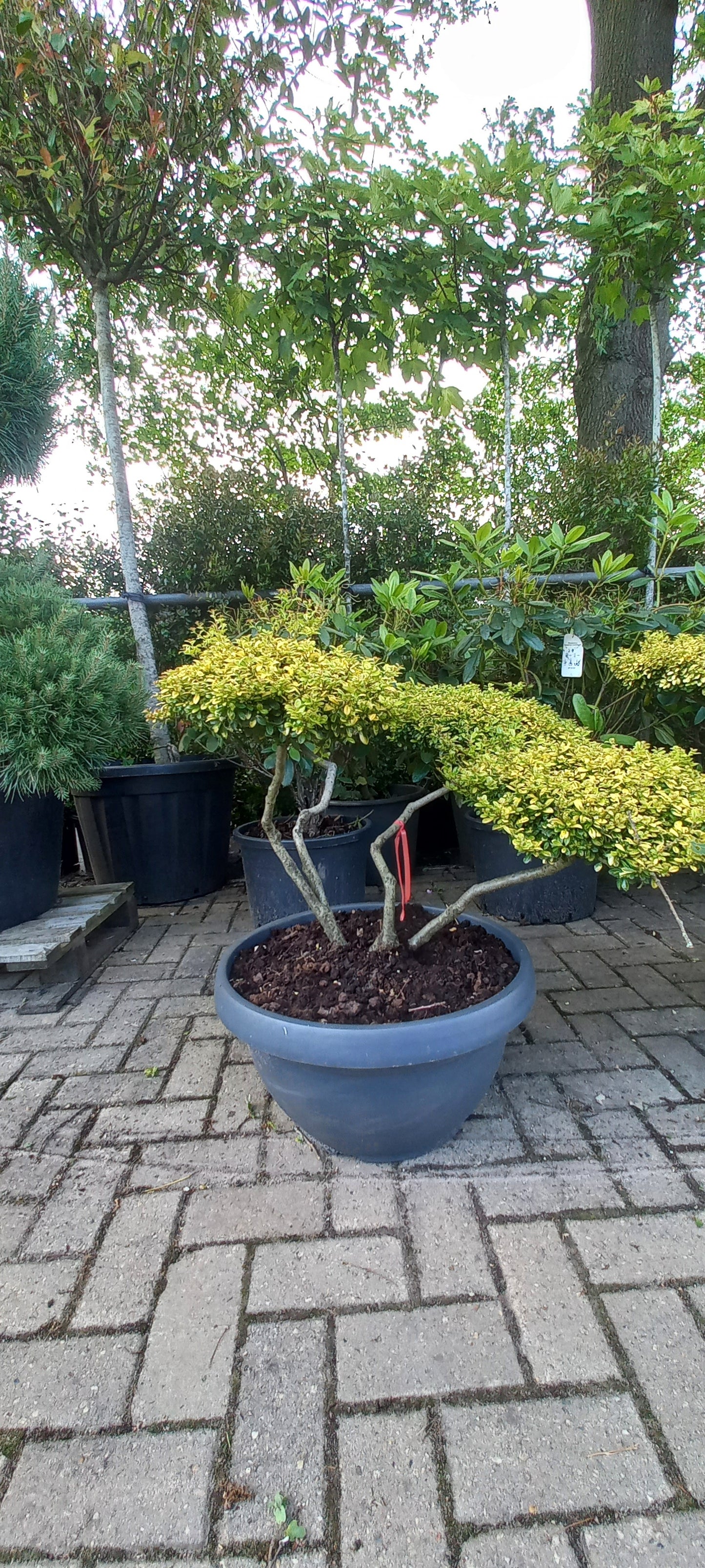 Ilex Crenata Golden Gem bonsai Japanse hulst in Sierpot