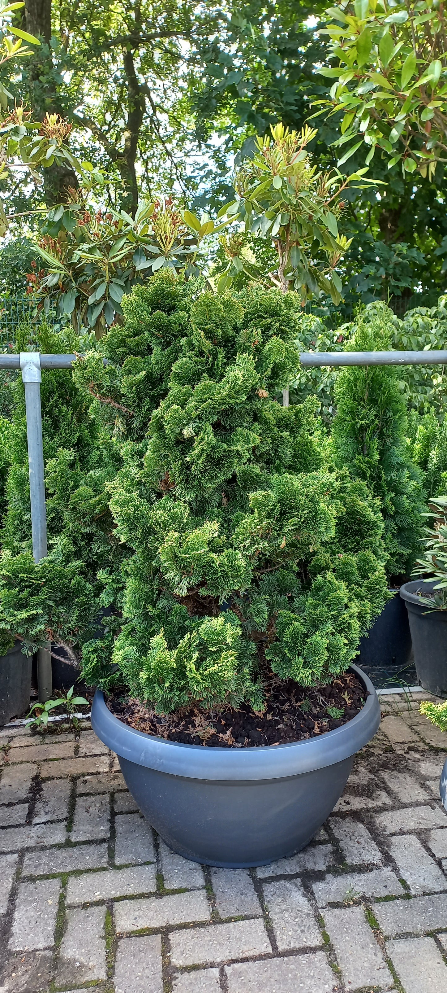 Dwergcypres Chamaecyparis obtusa Nana Gracilis Sierpot 100cm