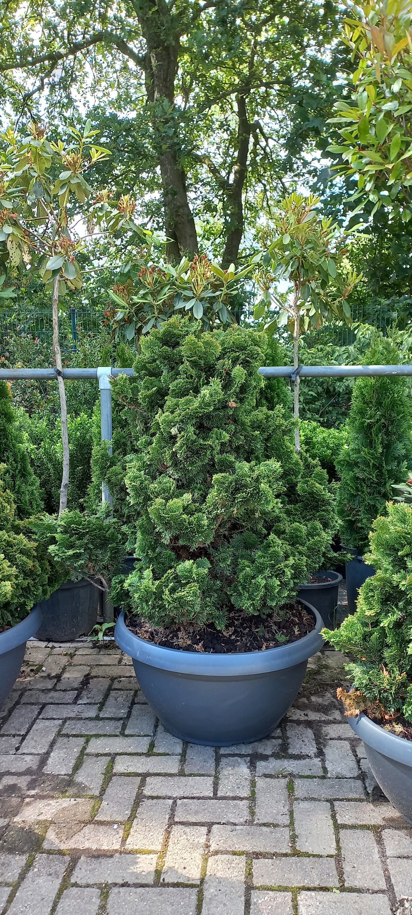 Dwergcypres Chamaecyparis obtusa Nana Gracilis Sierpot 100cm