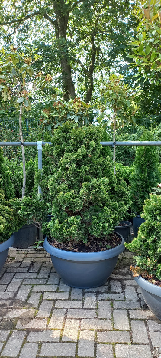 Dwergcypres Chamaecyparis obtusa Nana Gracilis Sierpot 100cm