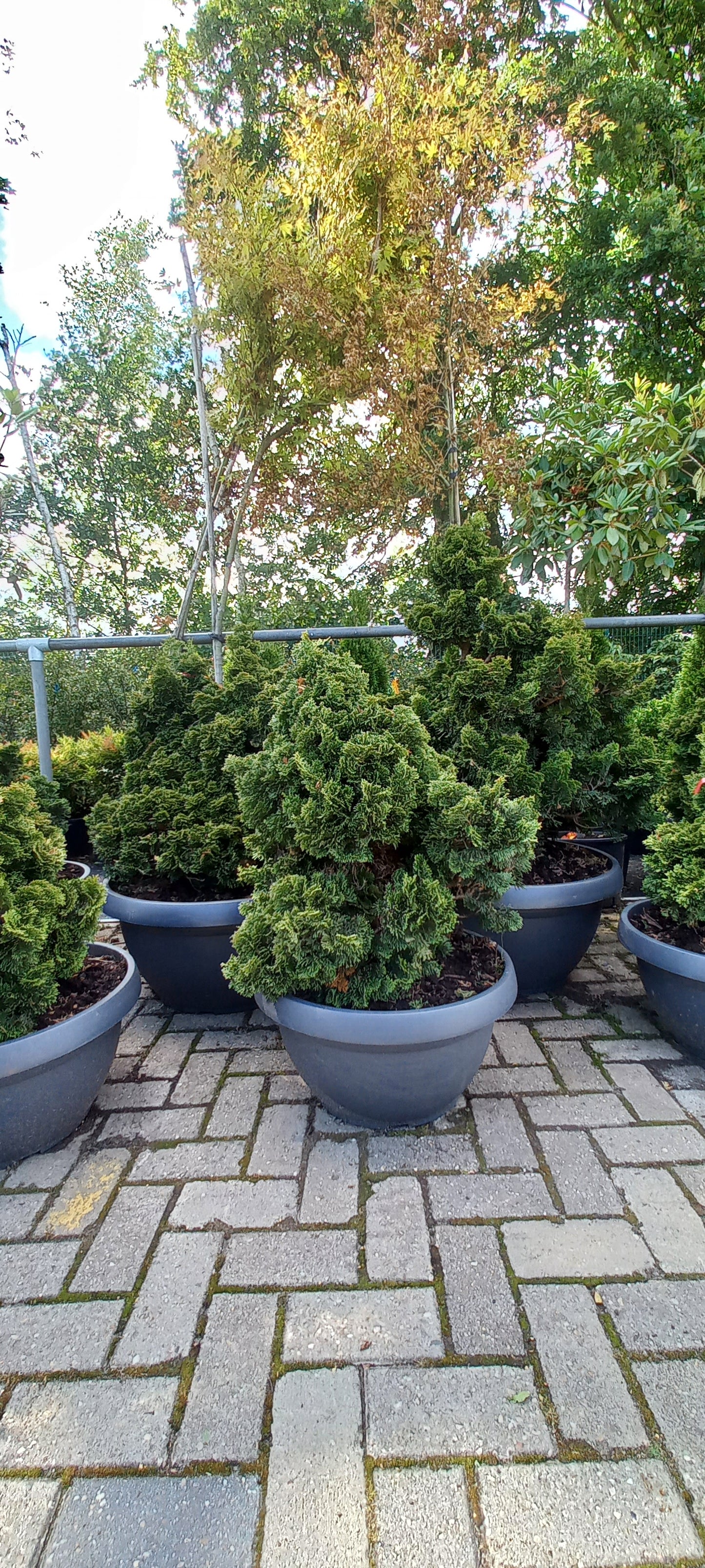 Dwergcypres Chamaecyparis obtusa Nana Gracilis Sierpot 60-70cm