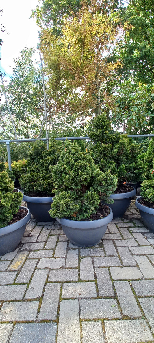 Dwergcypres Chamaecyparis obtusa Nana Gracilis Sierpot 60-70cm