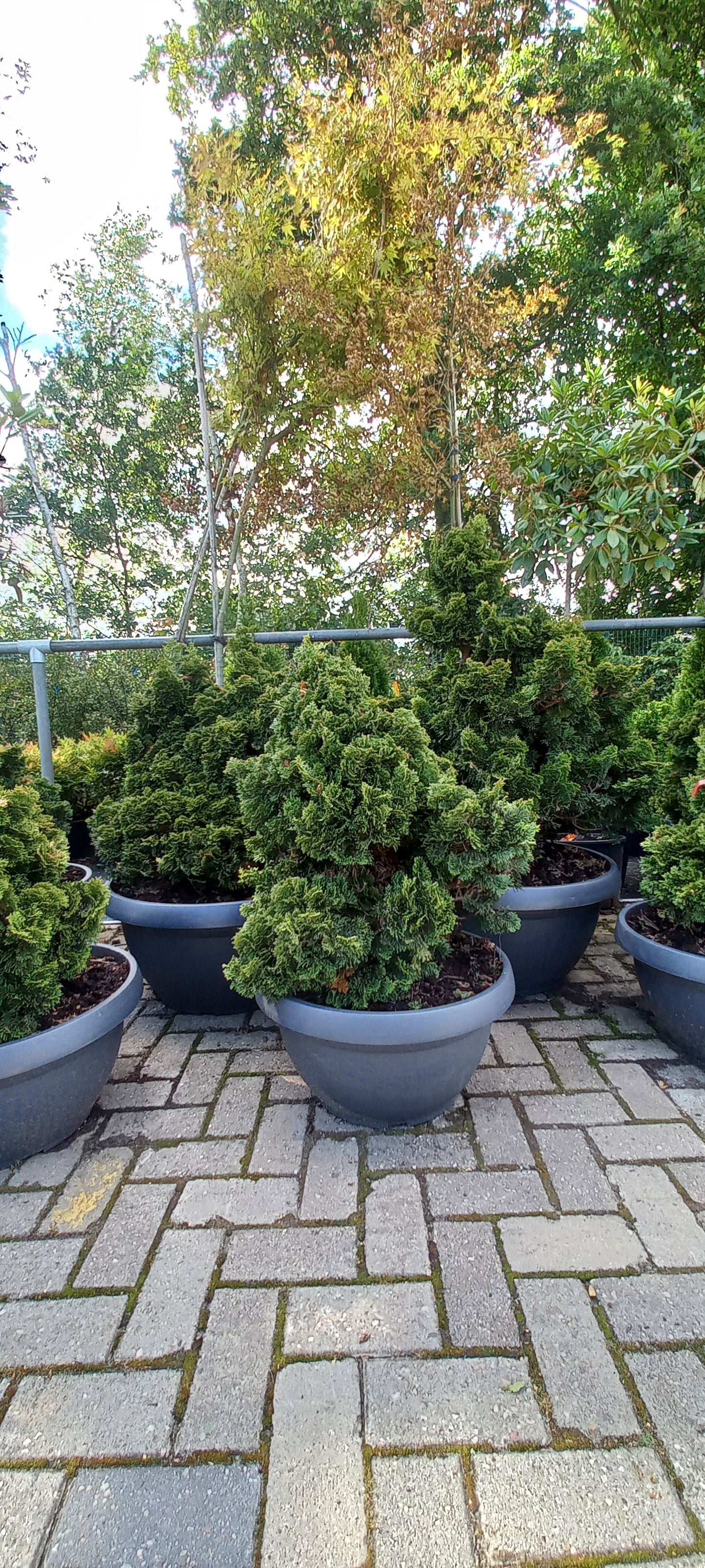 Dwergcypres Chamaecyparis obtusa Nana Gracilis Sierpot 60-70cm