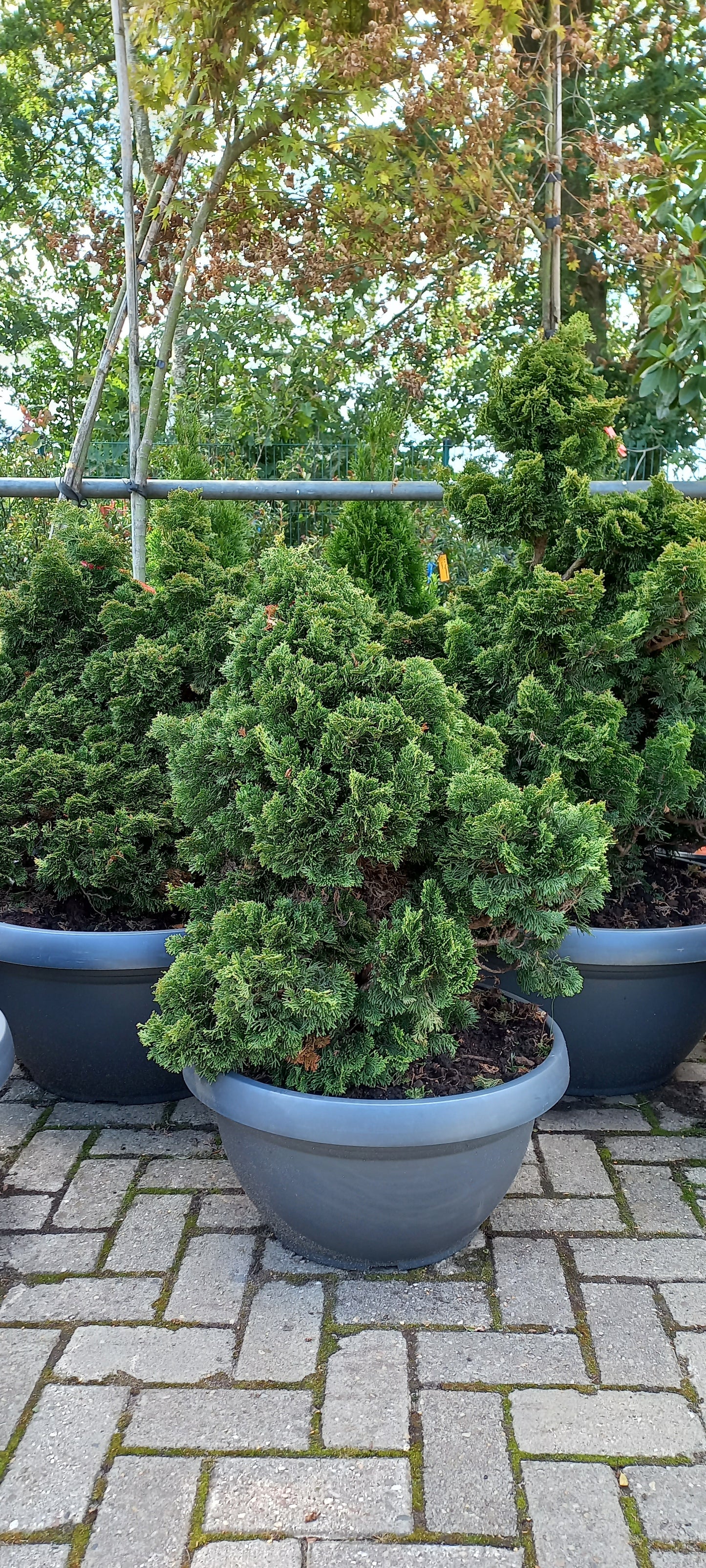 Dwergcypres Chamaecyparis obtusa Nana Gracilis Sierpot 40-50cm