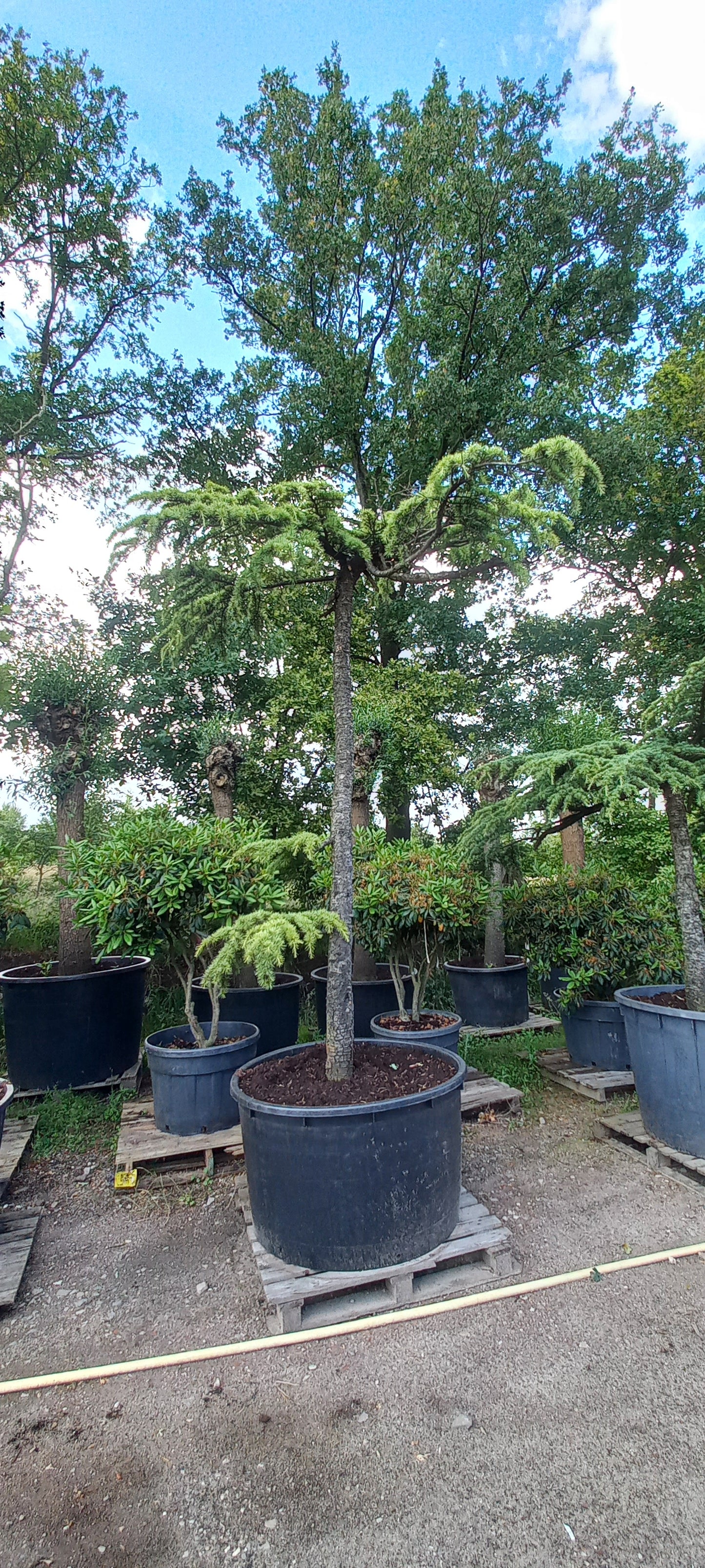 Cedrus Deodara Pendula treurceder Groen