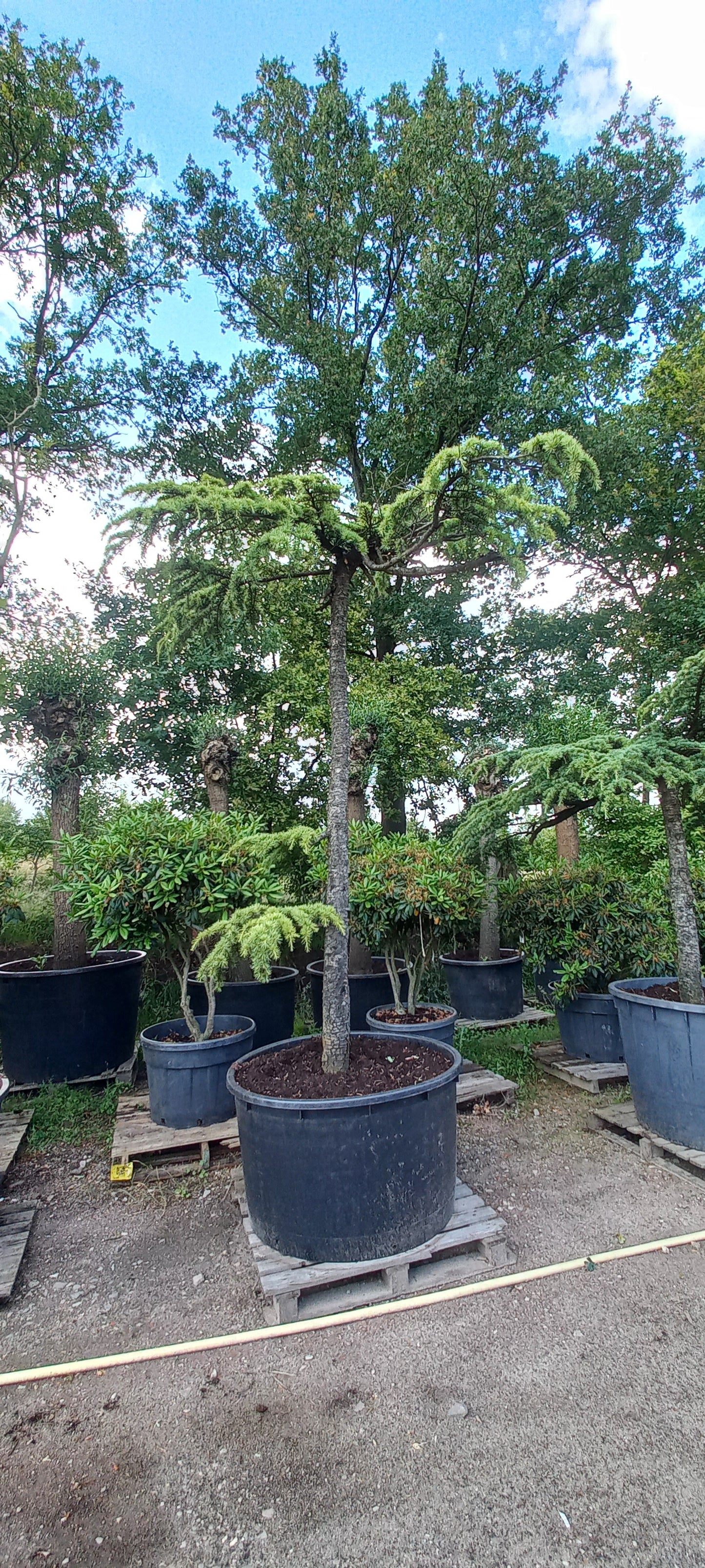 Cedrus Deodara Pendula treurceder Groen