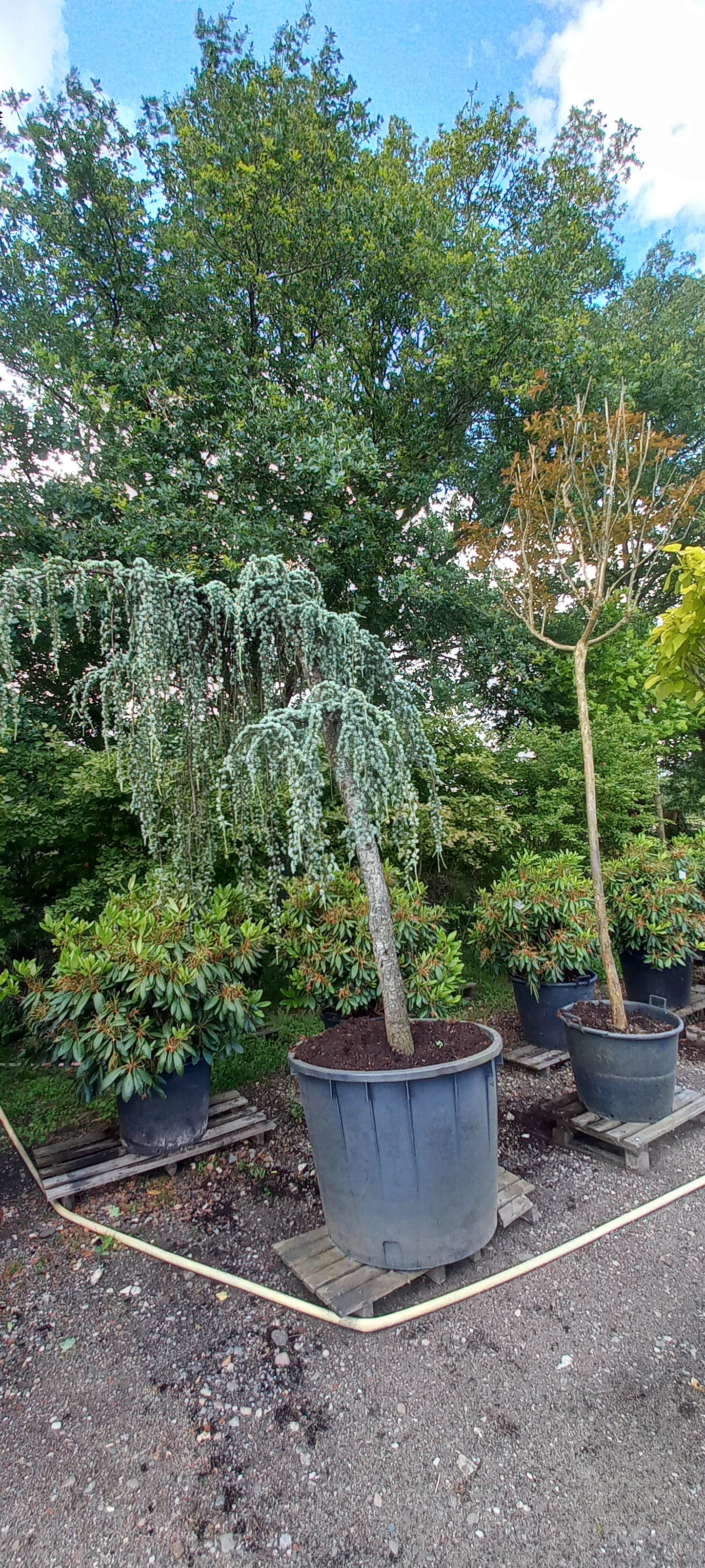 Cedrus Atlantica glauca Pendula treurceder