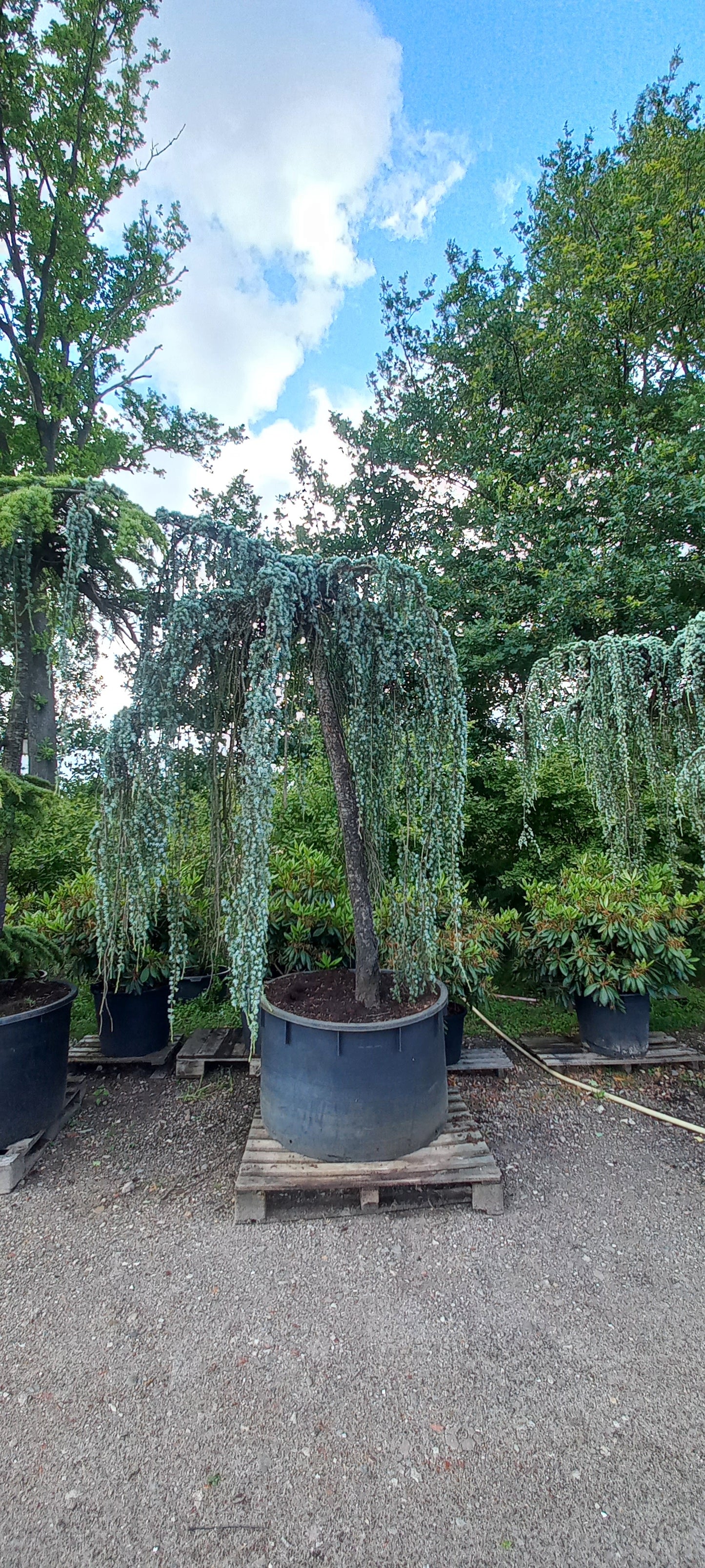 Cedrus Atlantica glauca Pendula treurceder