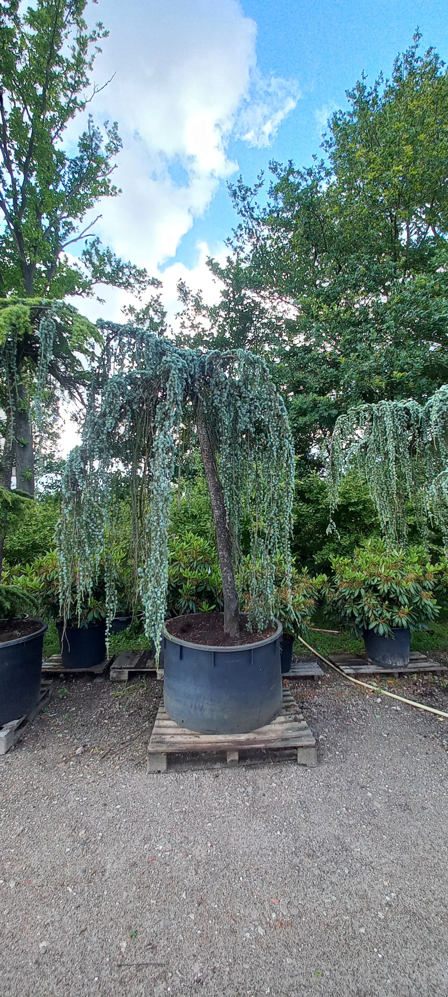 Cedrus Atlantica glauca Pendula treurceder