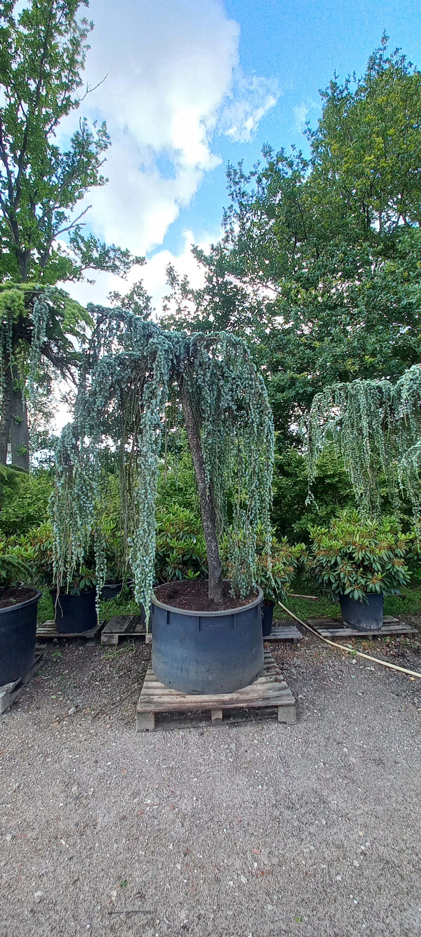 Cedrus Atlantica glauca Pendula treurceder