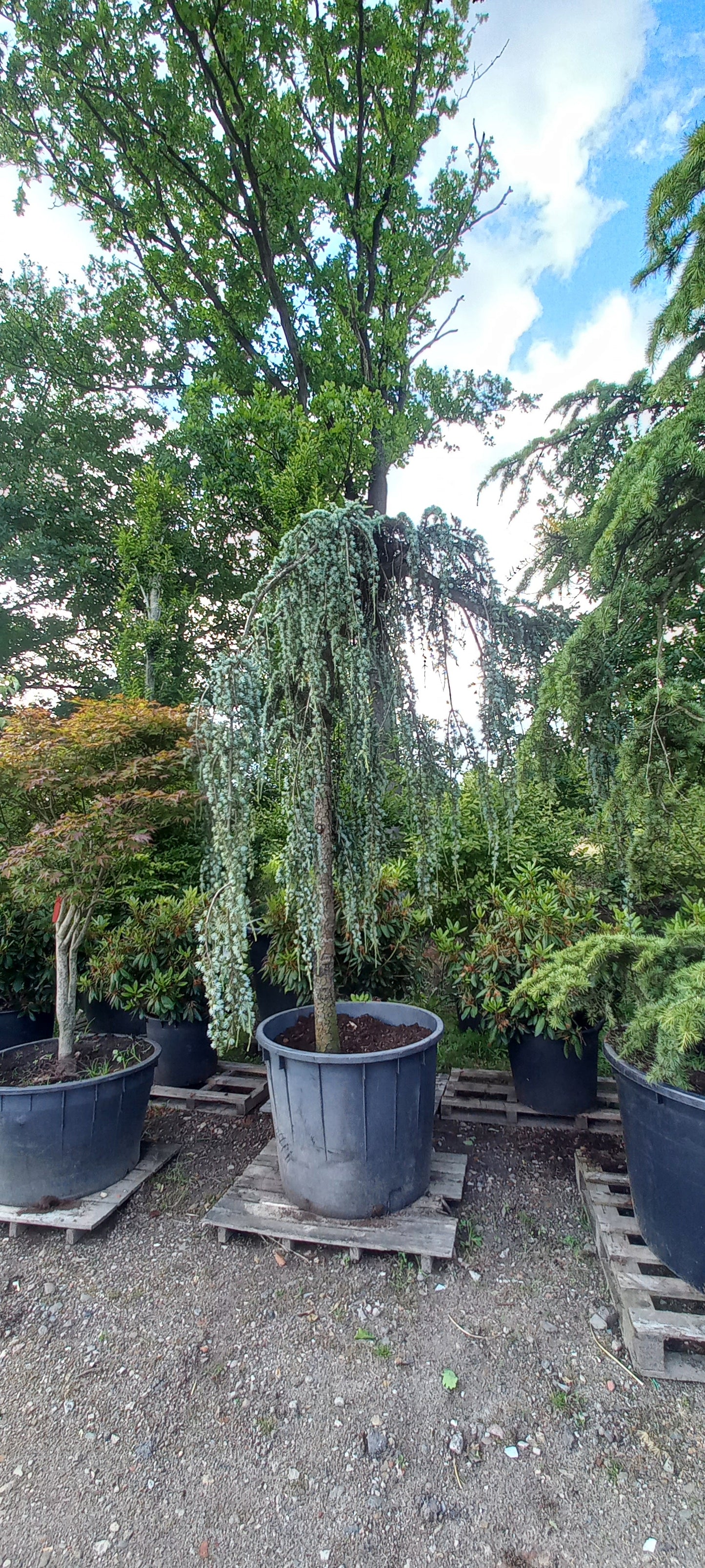 Cedrus Atlantica glauca Pendula treurceder