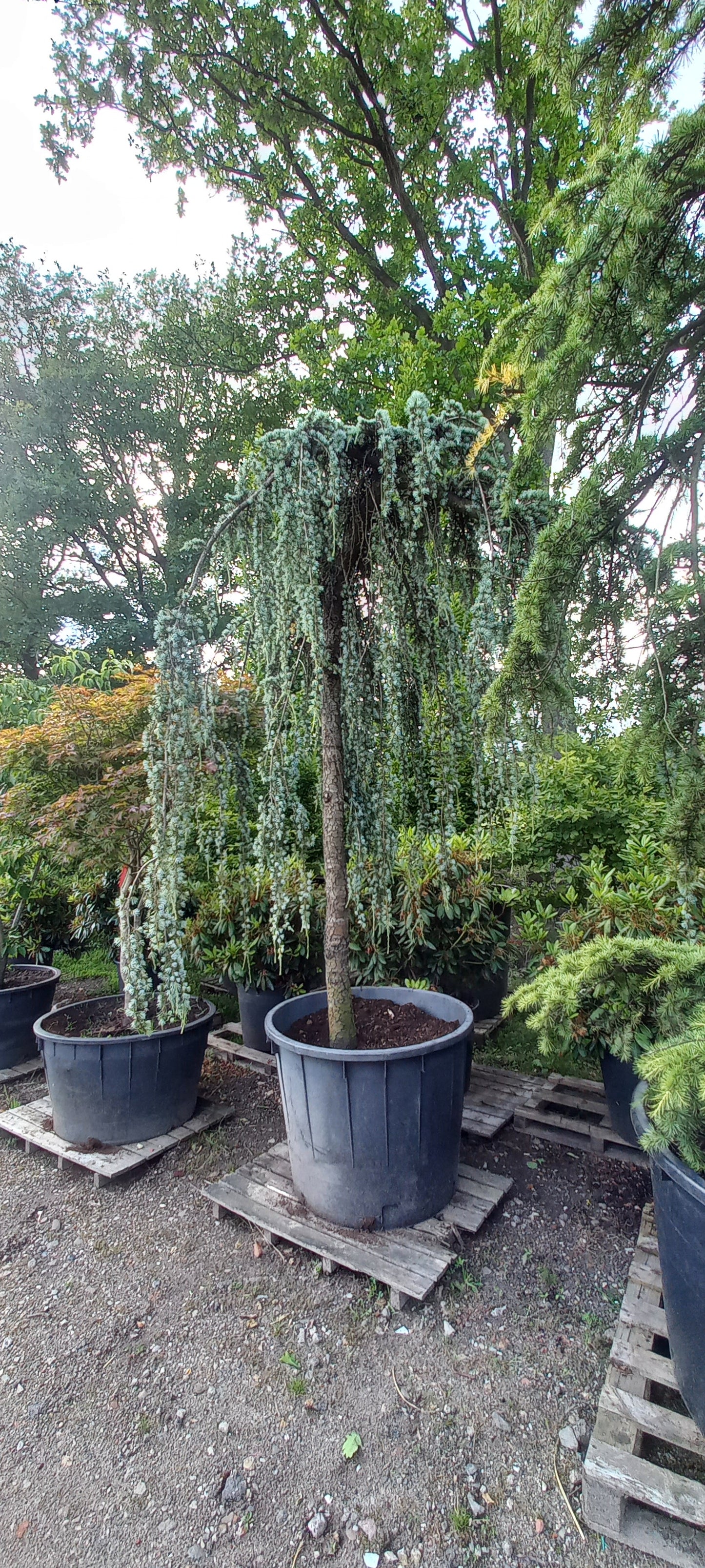 Cedrus Atlantica glauca Pendula treurceder