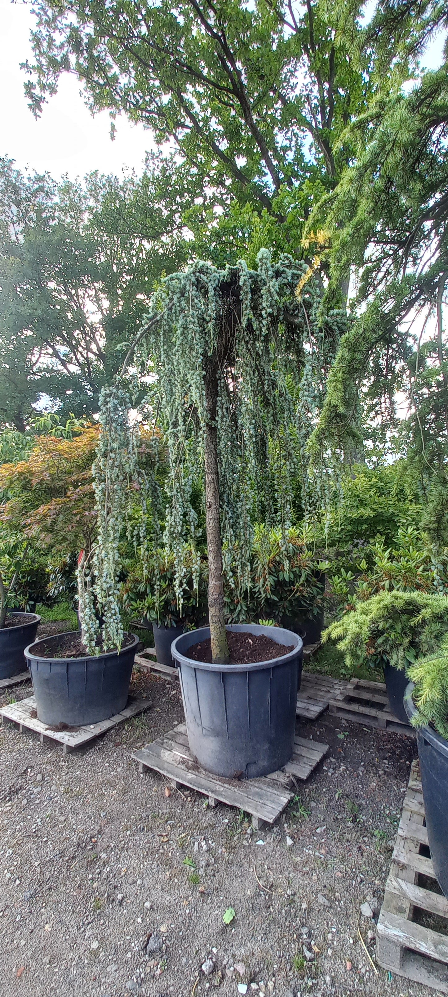 Cedrus Atlantica glauca Pendula treurceder