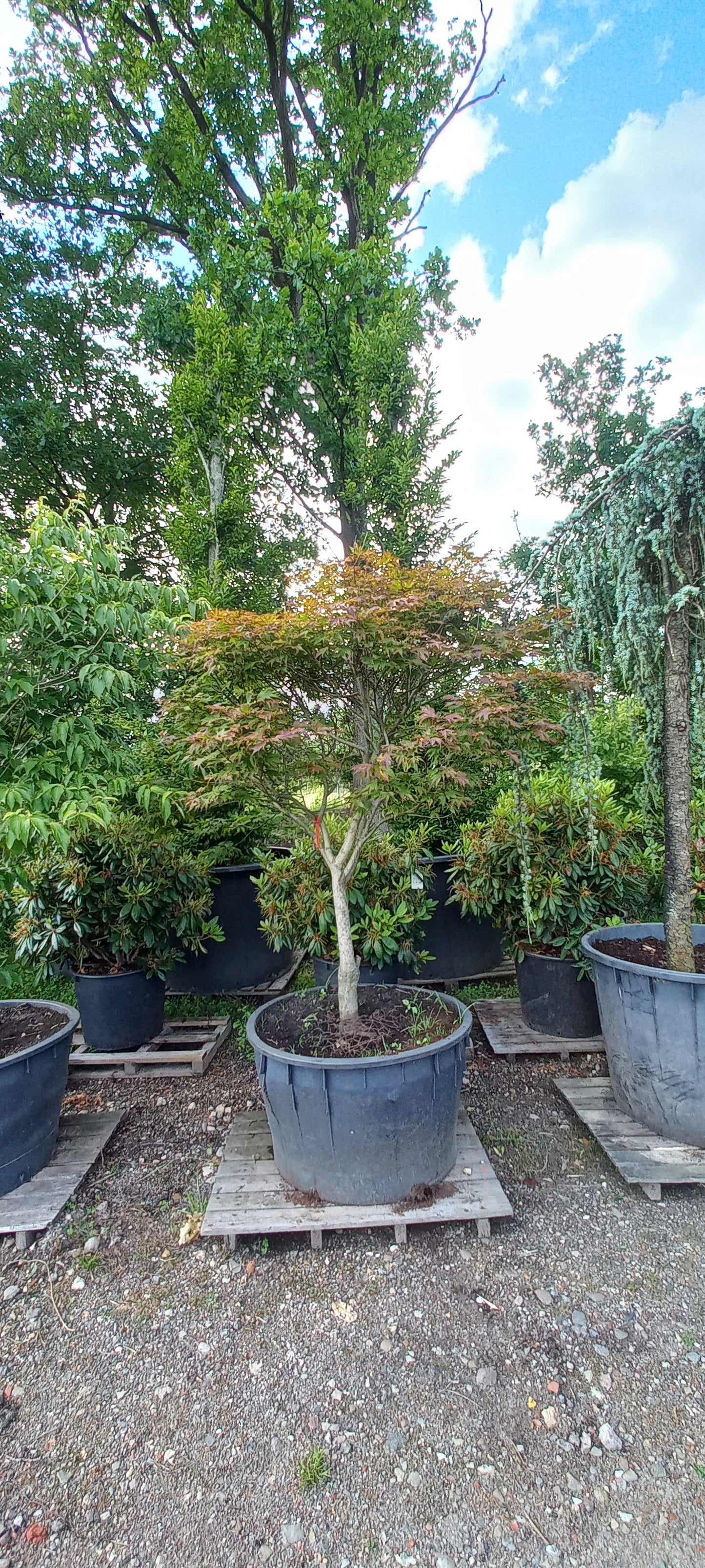 Acer palmatum Tsuma beni Japanse esdoorn