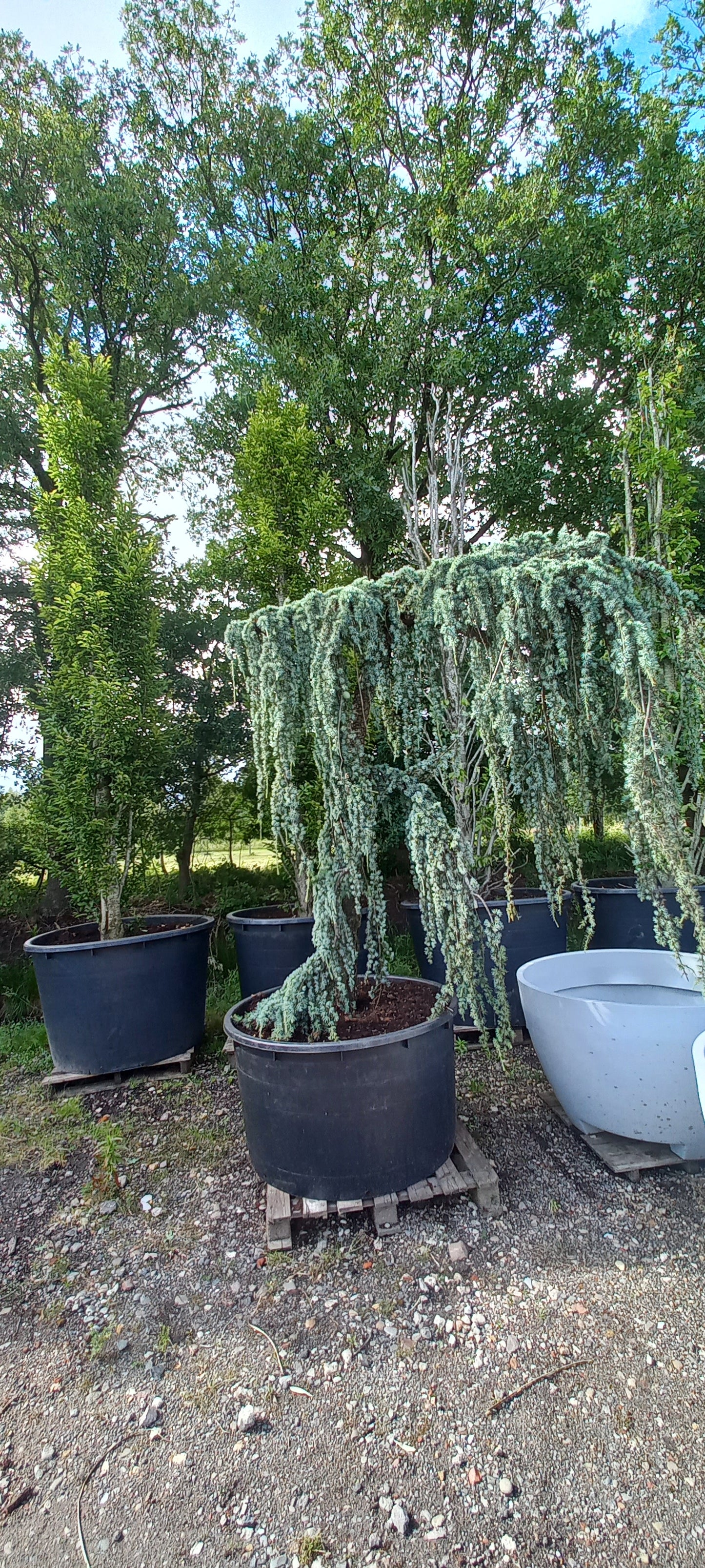 Cedrus Atlantica glauca Pendula treurceder