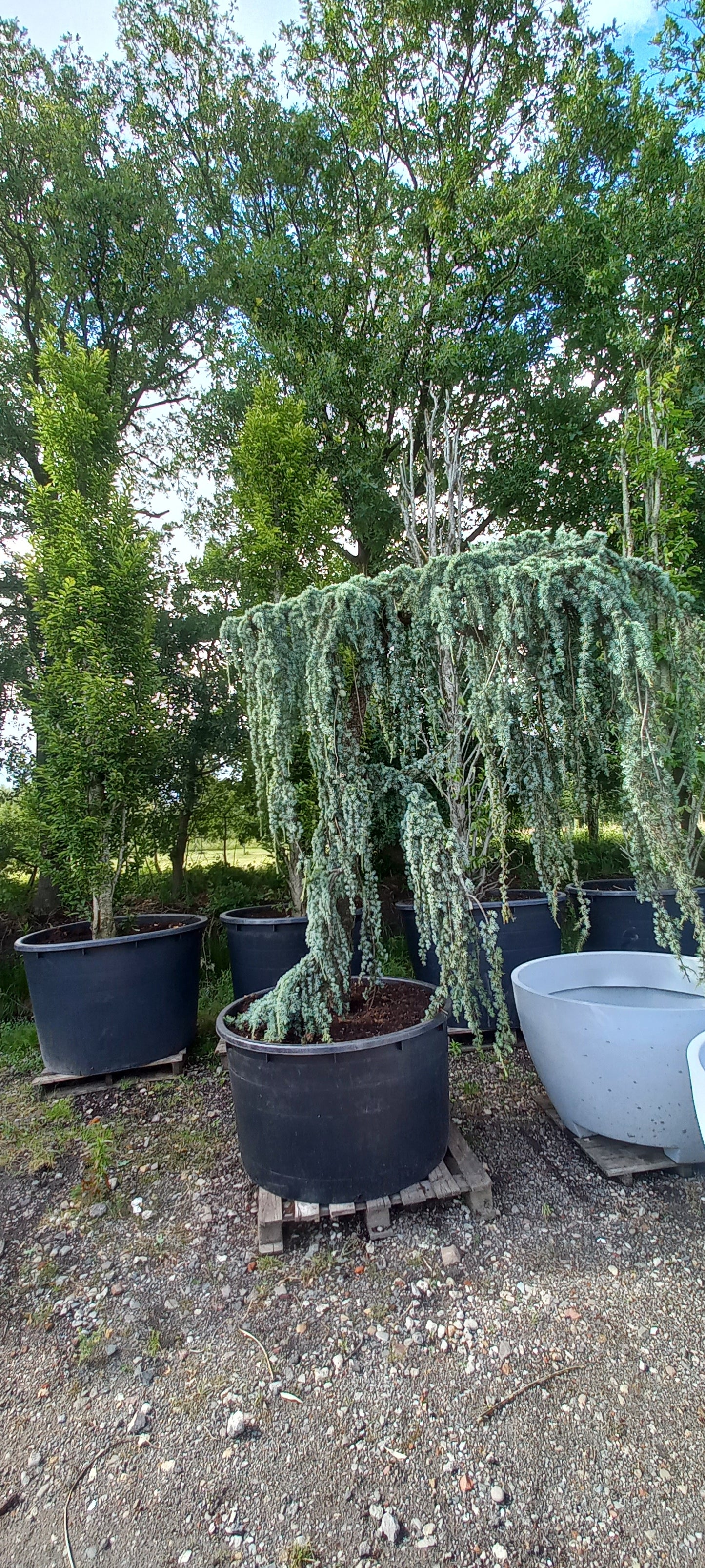 Cedrus Atlantica glauca Pendula treurceder