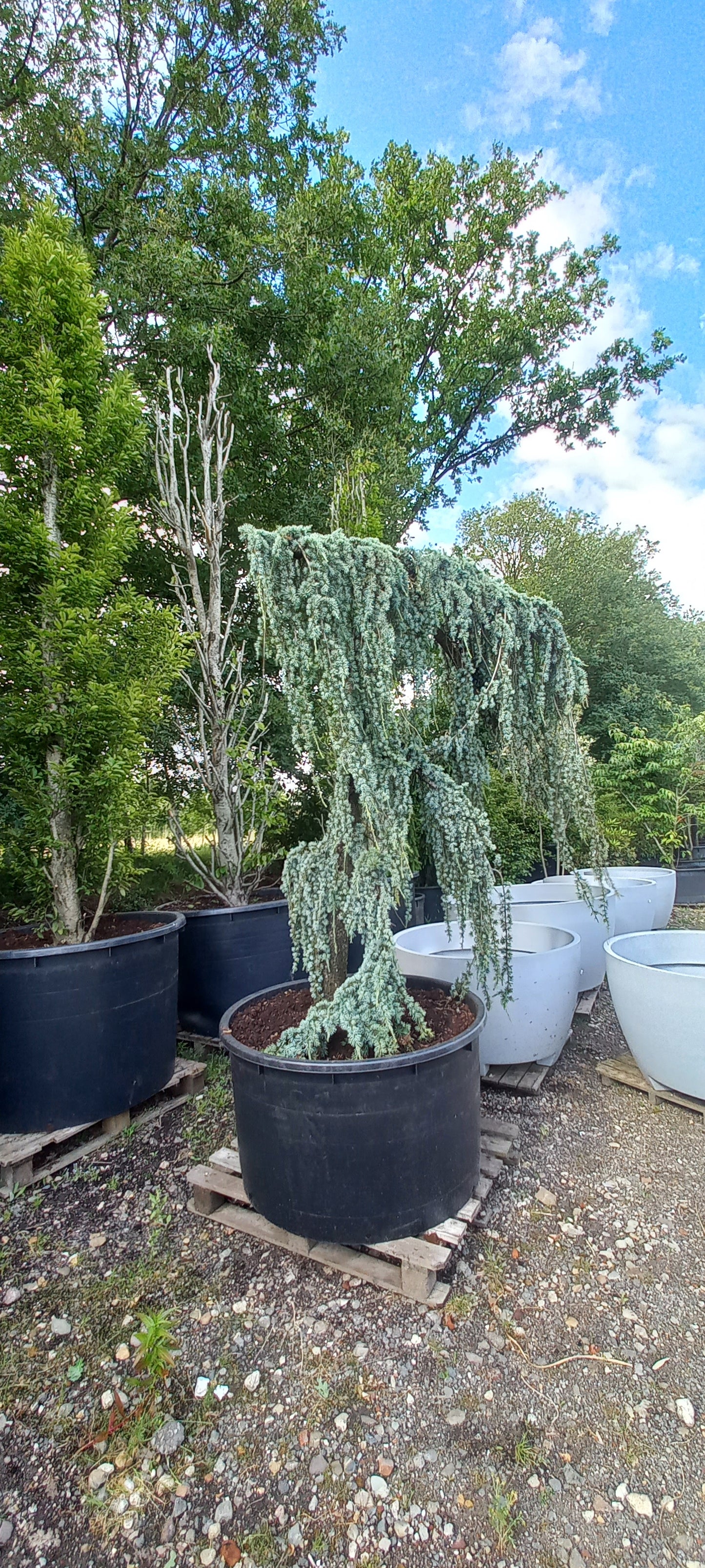 Cedrus Atlantica glauca Pendula treurceder